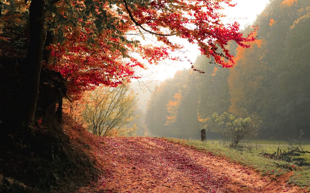 20 Creative Fall Photography Ideas - Daylight Autumn Fall by Vali S. via Pexels