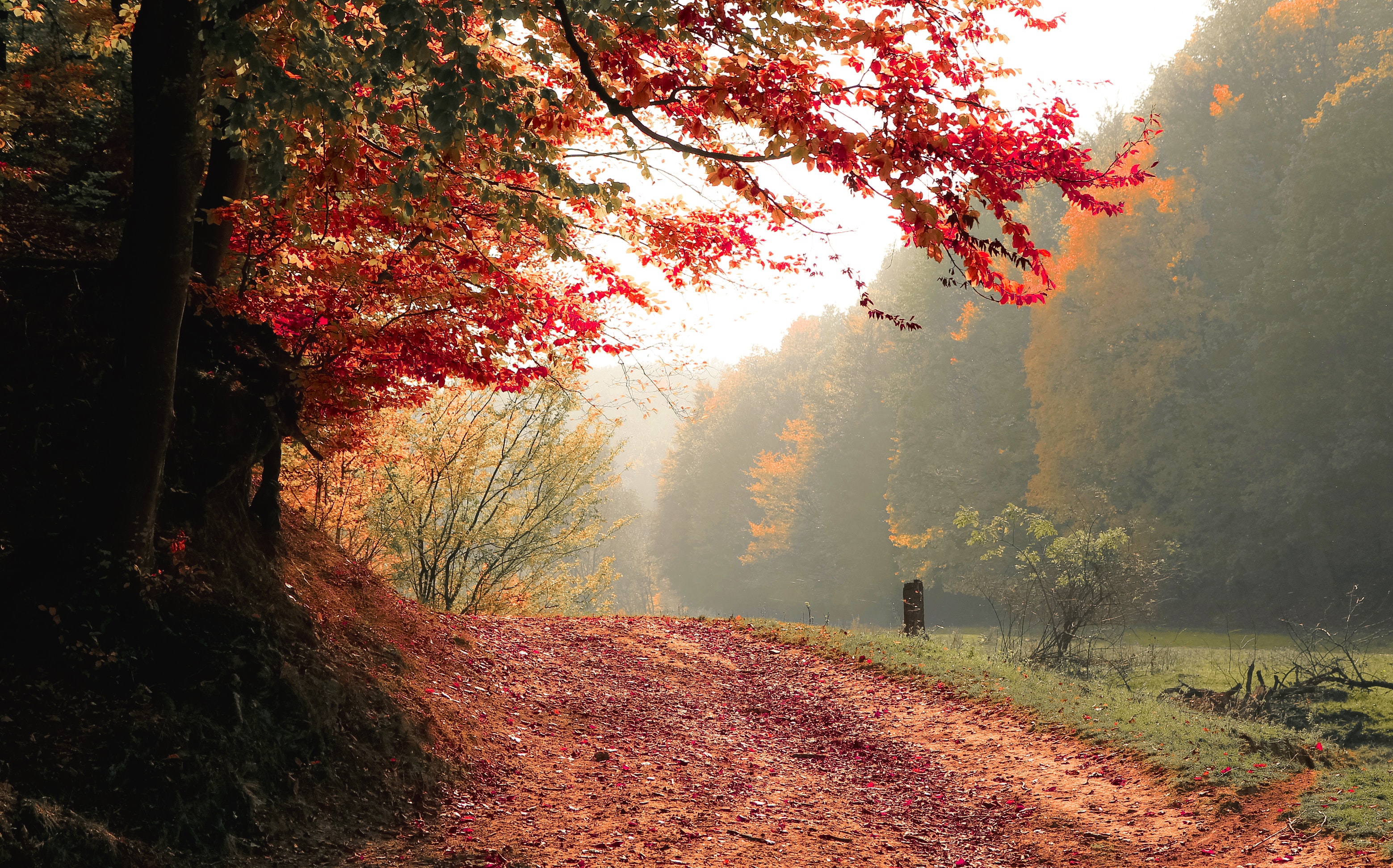 20 Creative Fall Photography Ideas - Daylight Autumn Fall by Vali S. via Pexels | https://www.roseclearfield.com