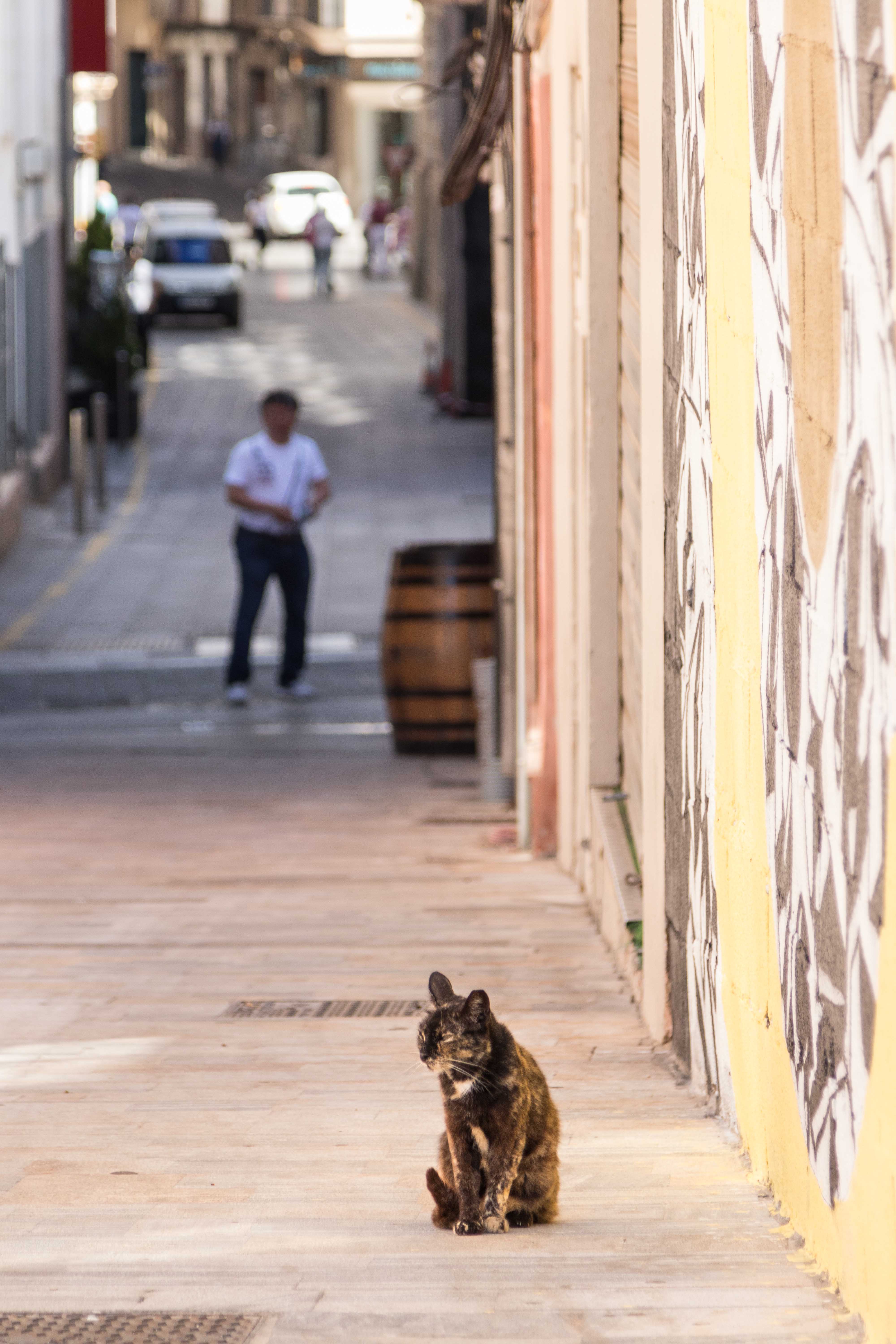 Mediterranean Cruise: Cartagena, Spain | https://www.roseclearfield.com