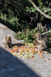 Mediterranean Cruise: Gibraltar, UK | https://www.roseclearfield.com