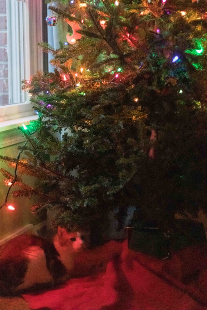 Hobbes Under the Christmas Tree 2018 | https://www.roseclearfield.com