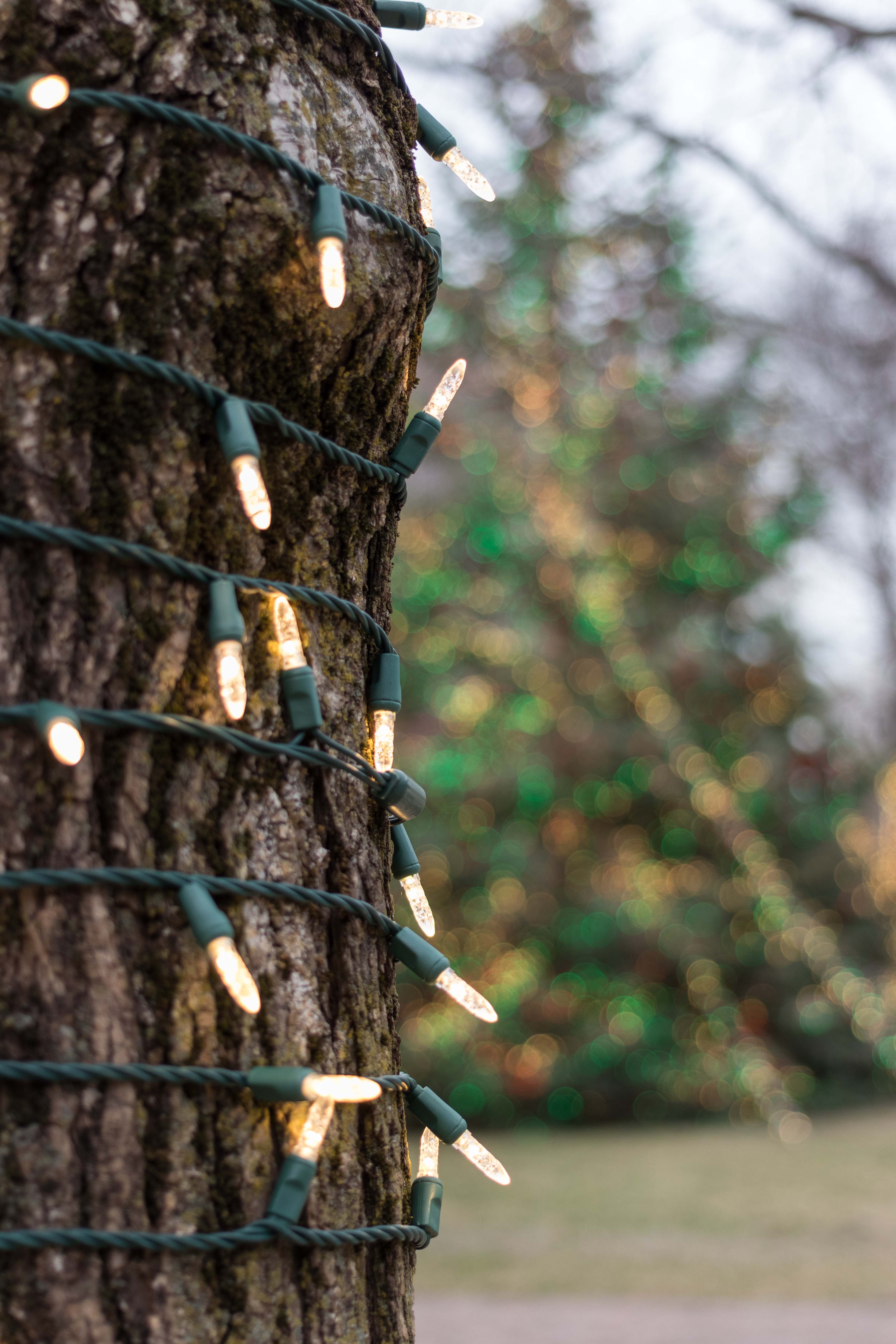 Outdoor Holiday Lights at the Chicago Botanic Garden | https://www.roseclearfield.com