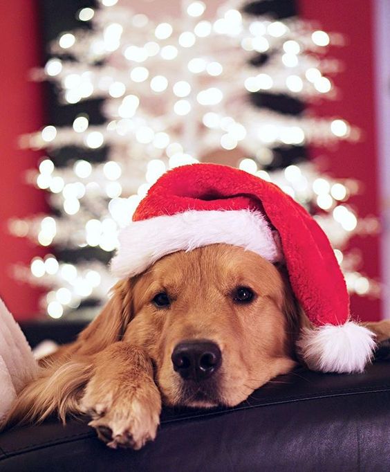 20 Creative Holiday Photo Ideas - Rufio the Golden Retriver livingthatgoldenlife on Instagram | https://www.roseclearfield.com