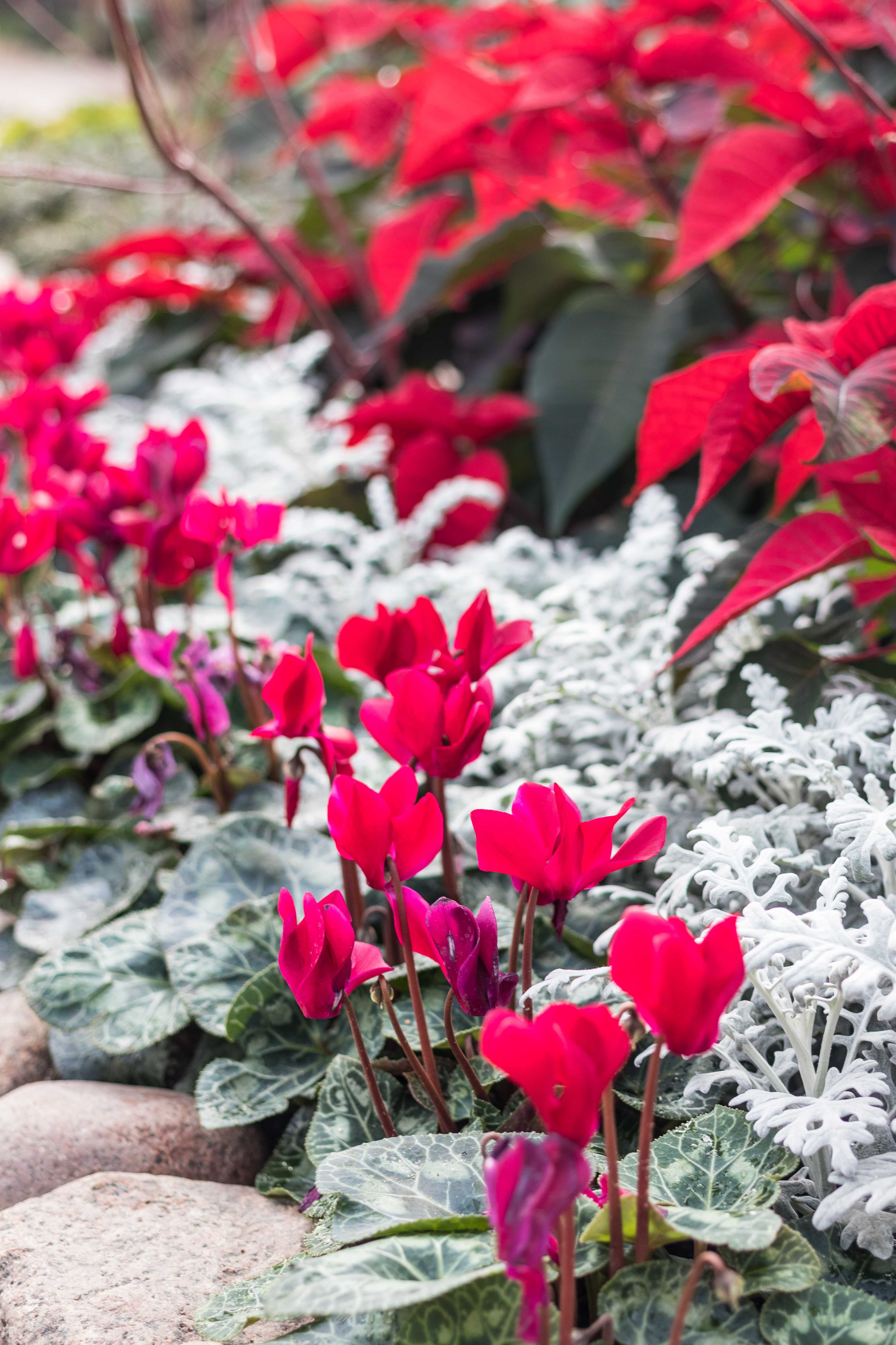 Scrooge Holiday Floral Show at the Mitchell Park Domes, Milwaukee, WI | https://www.roseclearfield.com