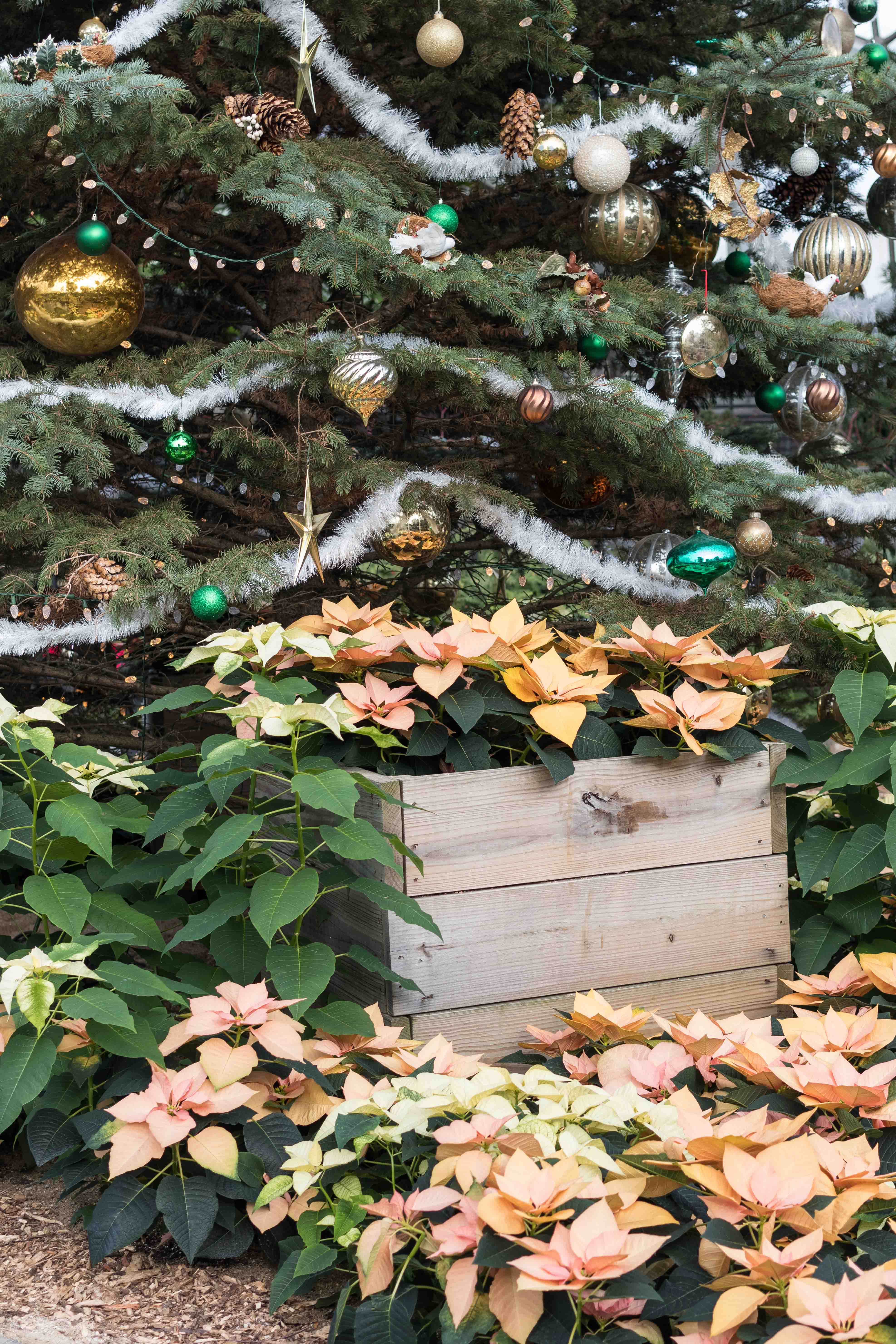 Scrooge Holiday Floral Show at the Mitchell Park Domes, Milwaukee, WI | https://www.roseclearfield.com