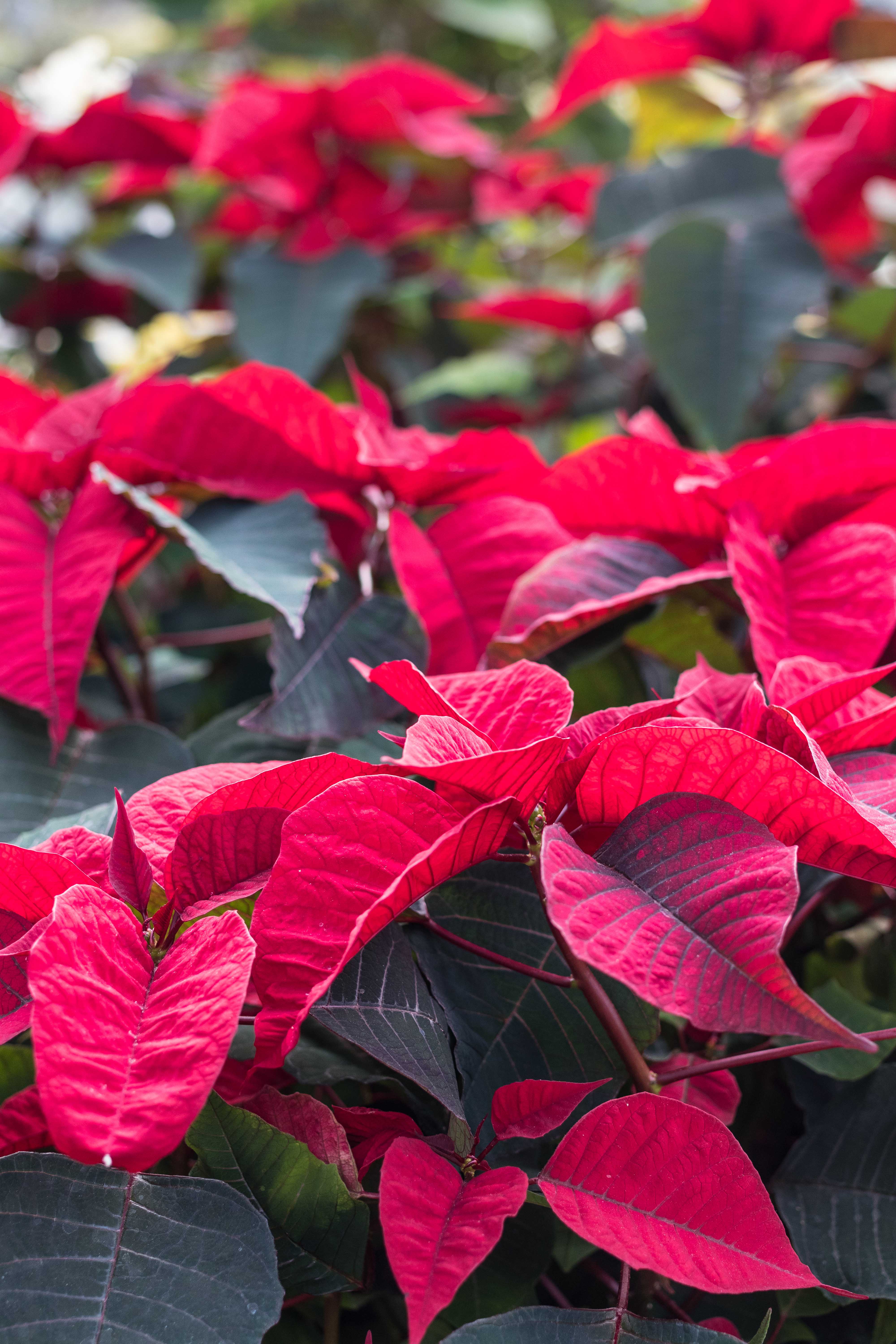 Scrooge Holiday Floral Show at the Mitchell Park Domes, Milwaukee, WI | https://www.roseclearfield.com