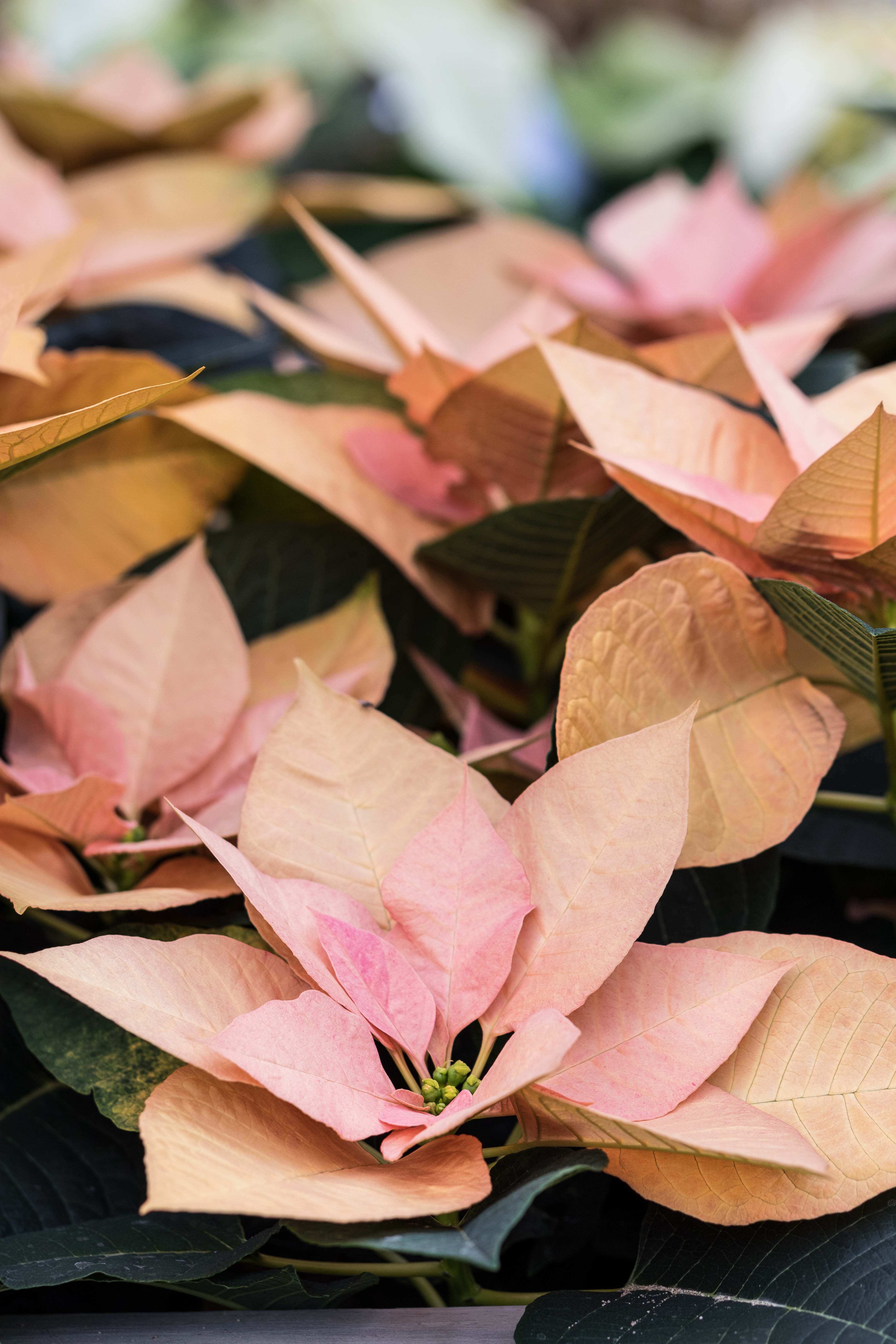 Scrooge Holiday Floral Show at the Mitchell Park Domes, Milwaukee, WI | https://www.roseclearfield.com