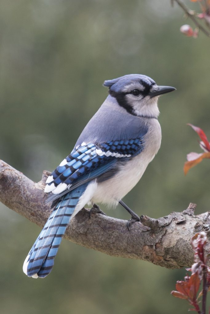Bluejay