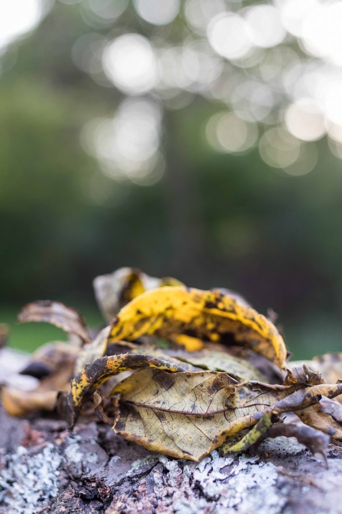 Backlit Fall Leaves at Golden Hour 