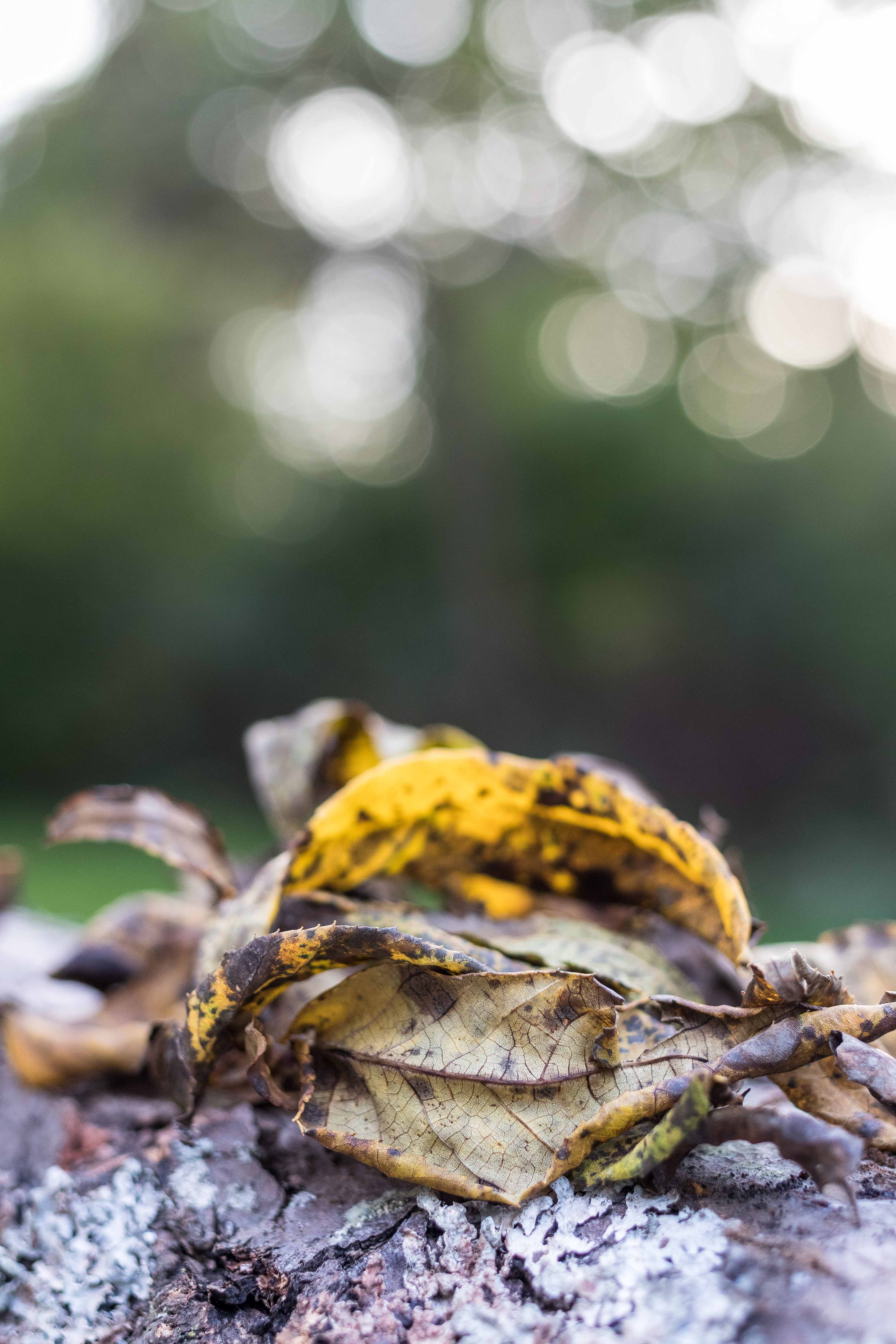 Backlit Fall Leaves at Golden Hour | https://www.roseclearfield.com