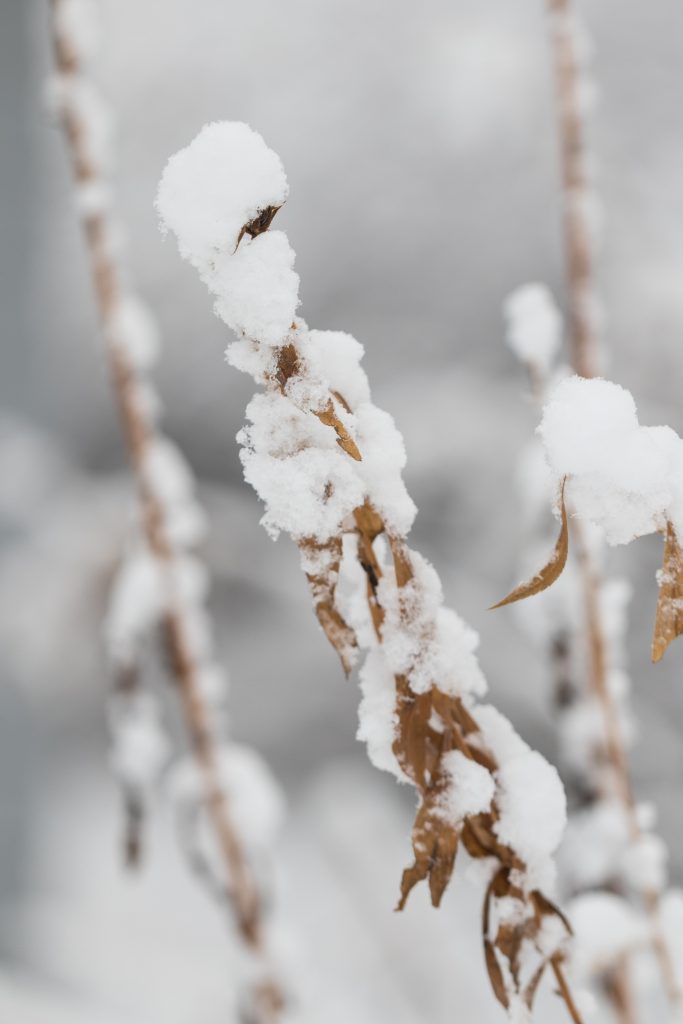 Snow January 2018