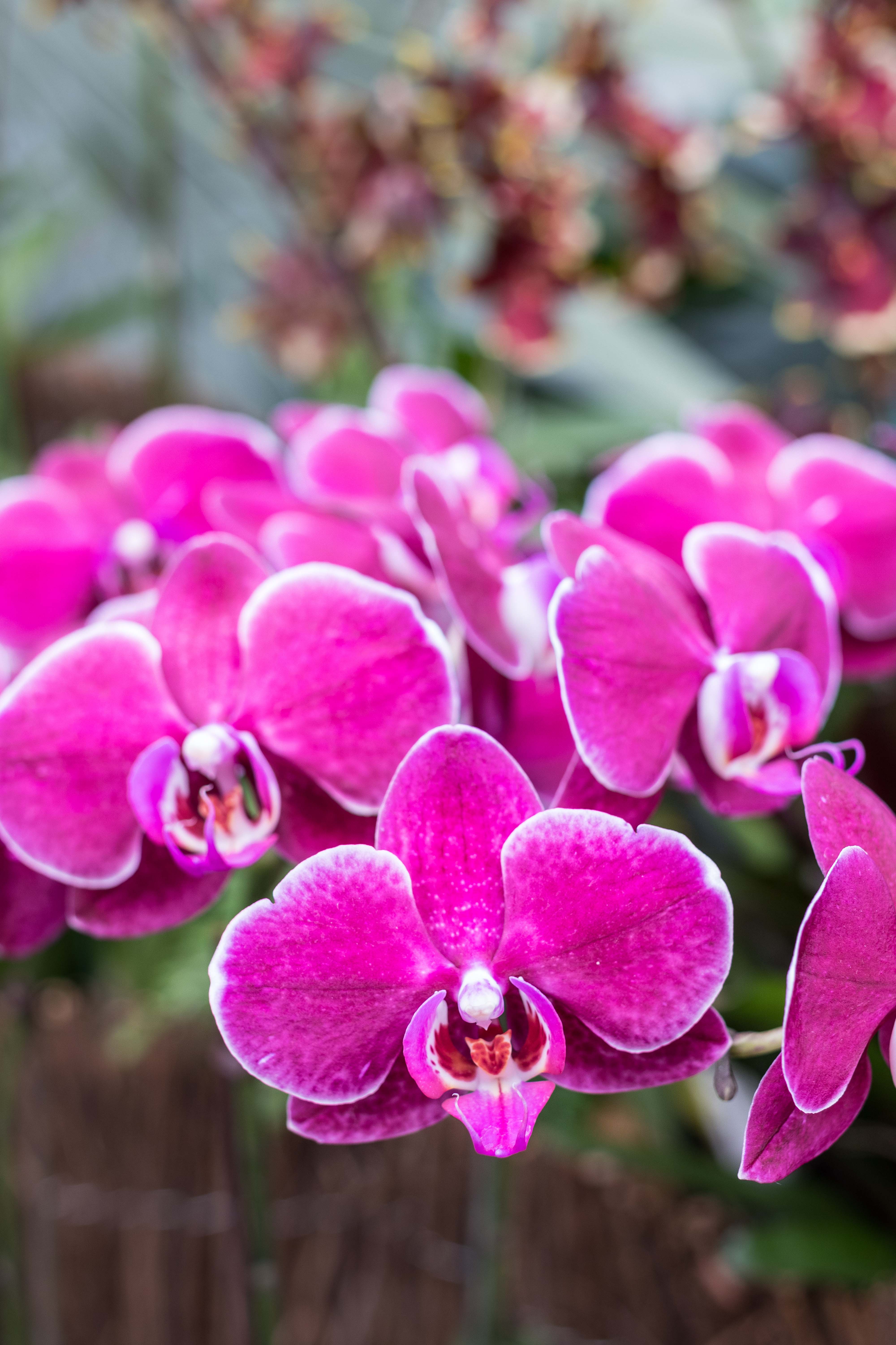 In the Tropics: The Orchid Show at the Chicago Botanic Garden | https://www.roseclearfield.com