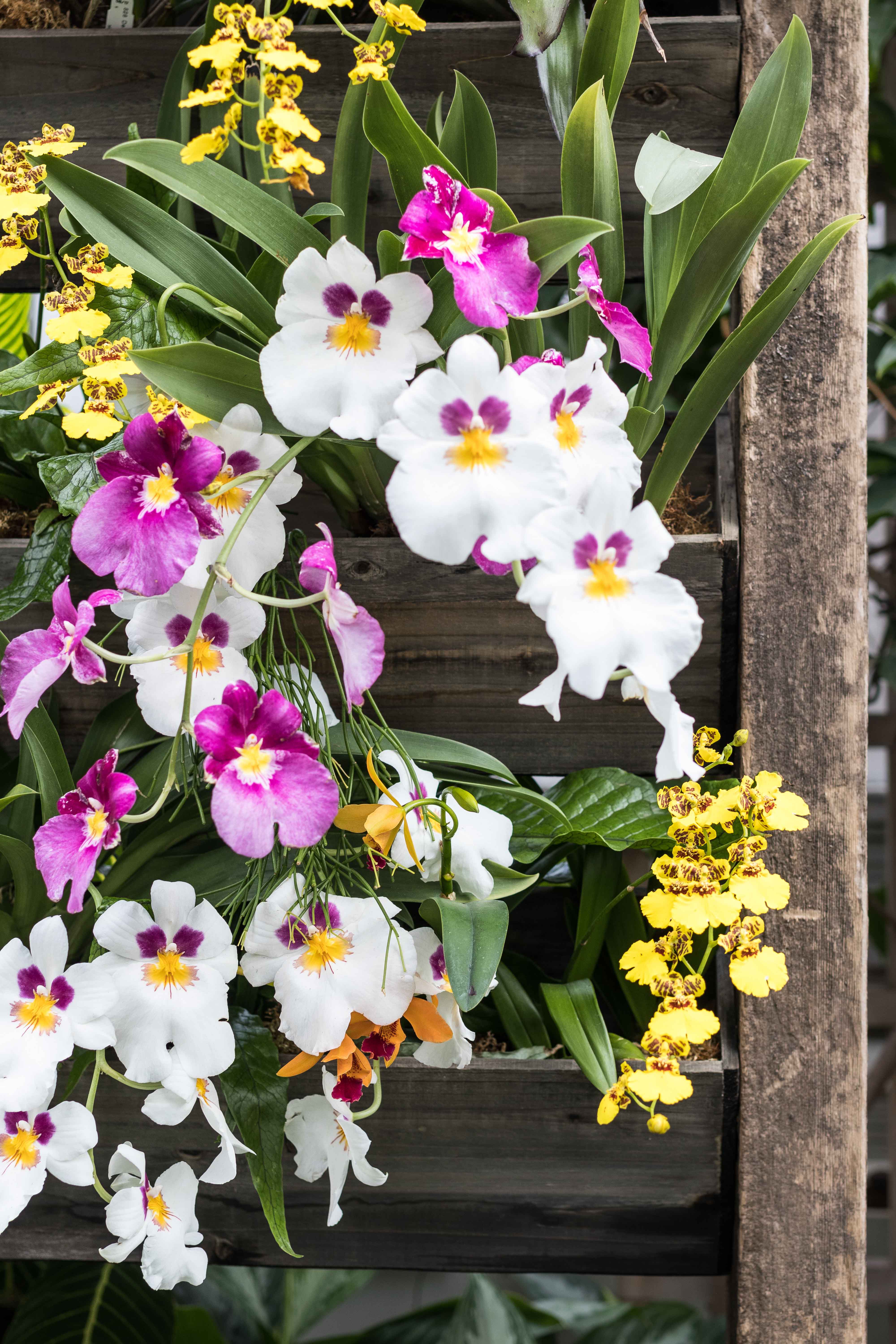 In the Tropics: The Orchid Show at the Chicago Botanic Garden | https://www.roseclearfield.com