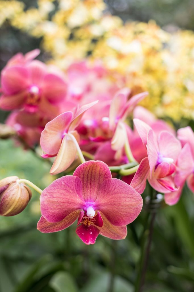 In the Tropics: The Orchid Show at the Chicago Botanic Garden • Rose