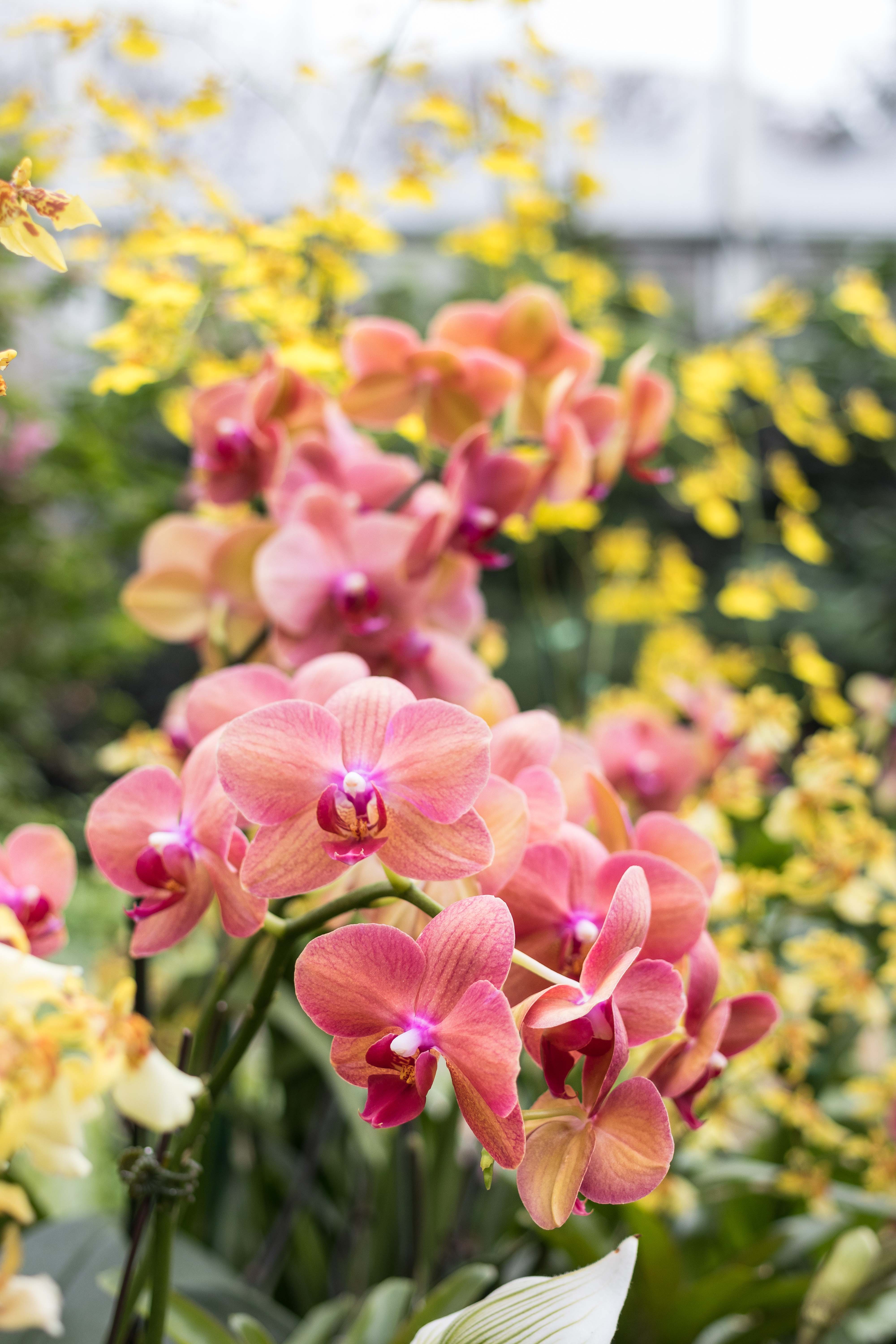 In the Tropics: The Orchid Show at the Chicago Botanic Garden | https://www.roseclearfield.com