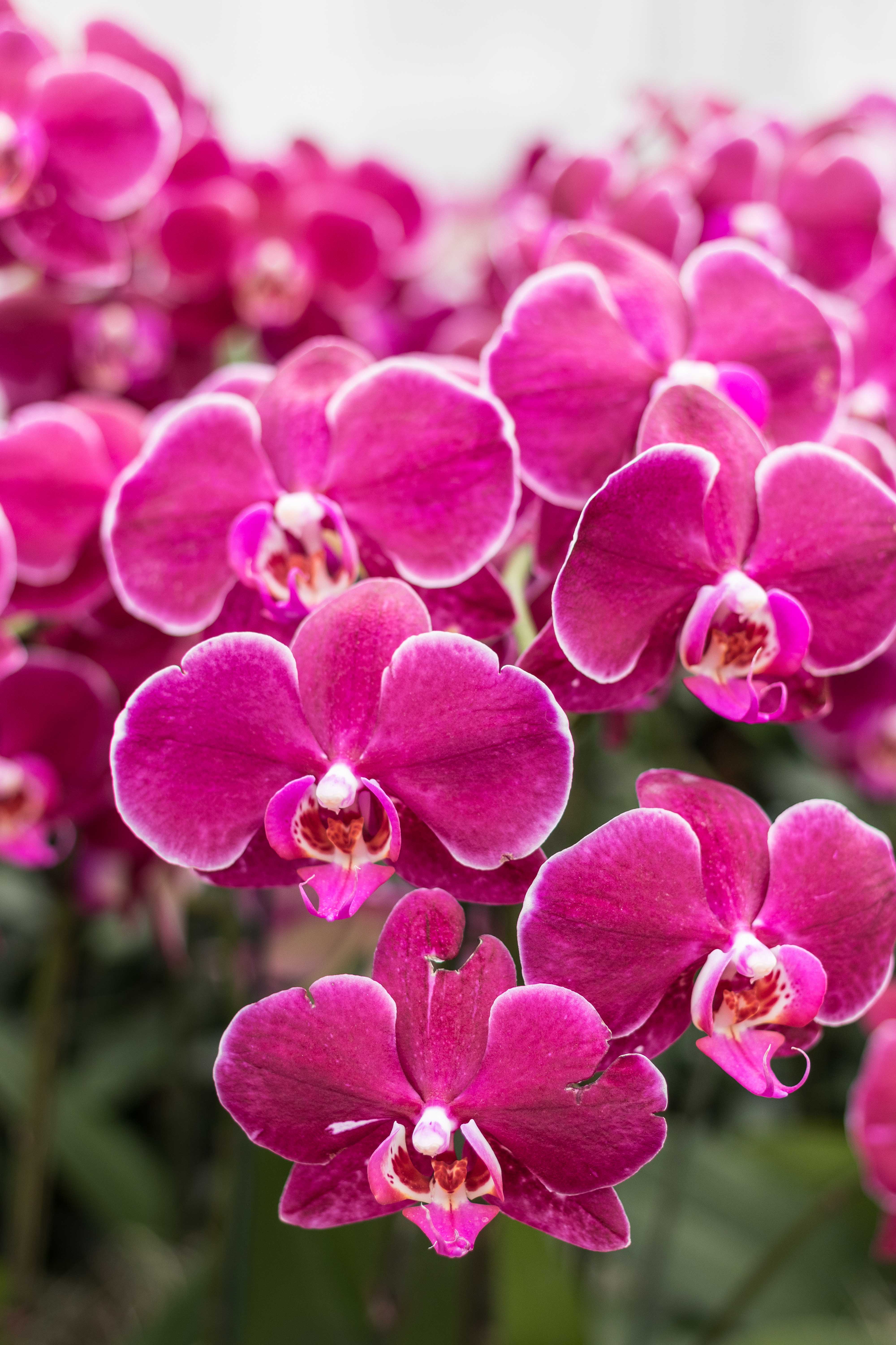 In the Tropics: The Orchid Show at the Chicago Botanic Garden | https://www.roseclearfield.com