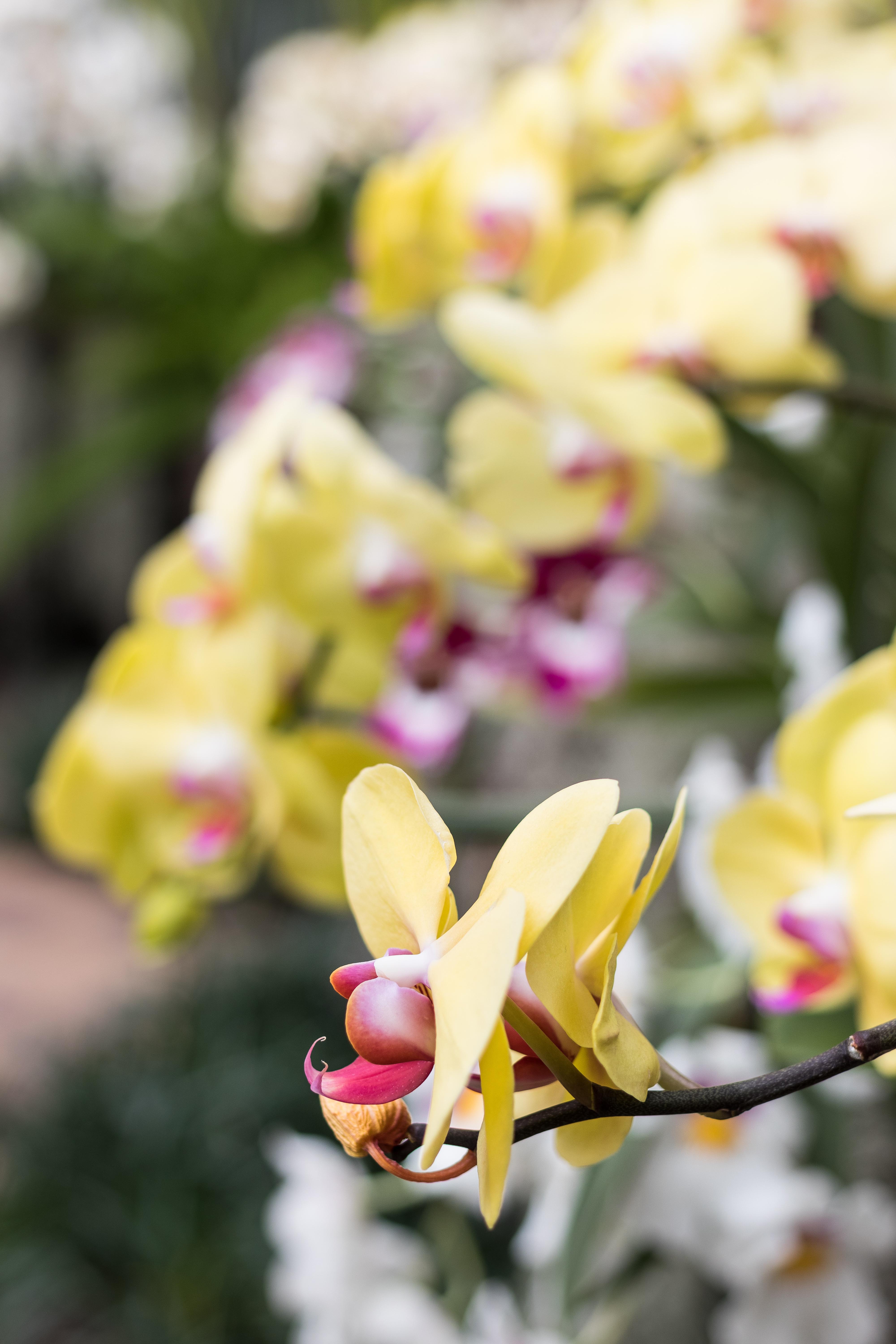 In the Tropics: The Orchid Show at the Chicago Botanic Garden | https://www.roseclearfield.com