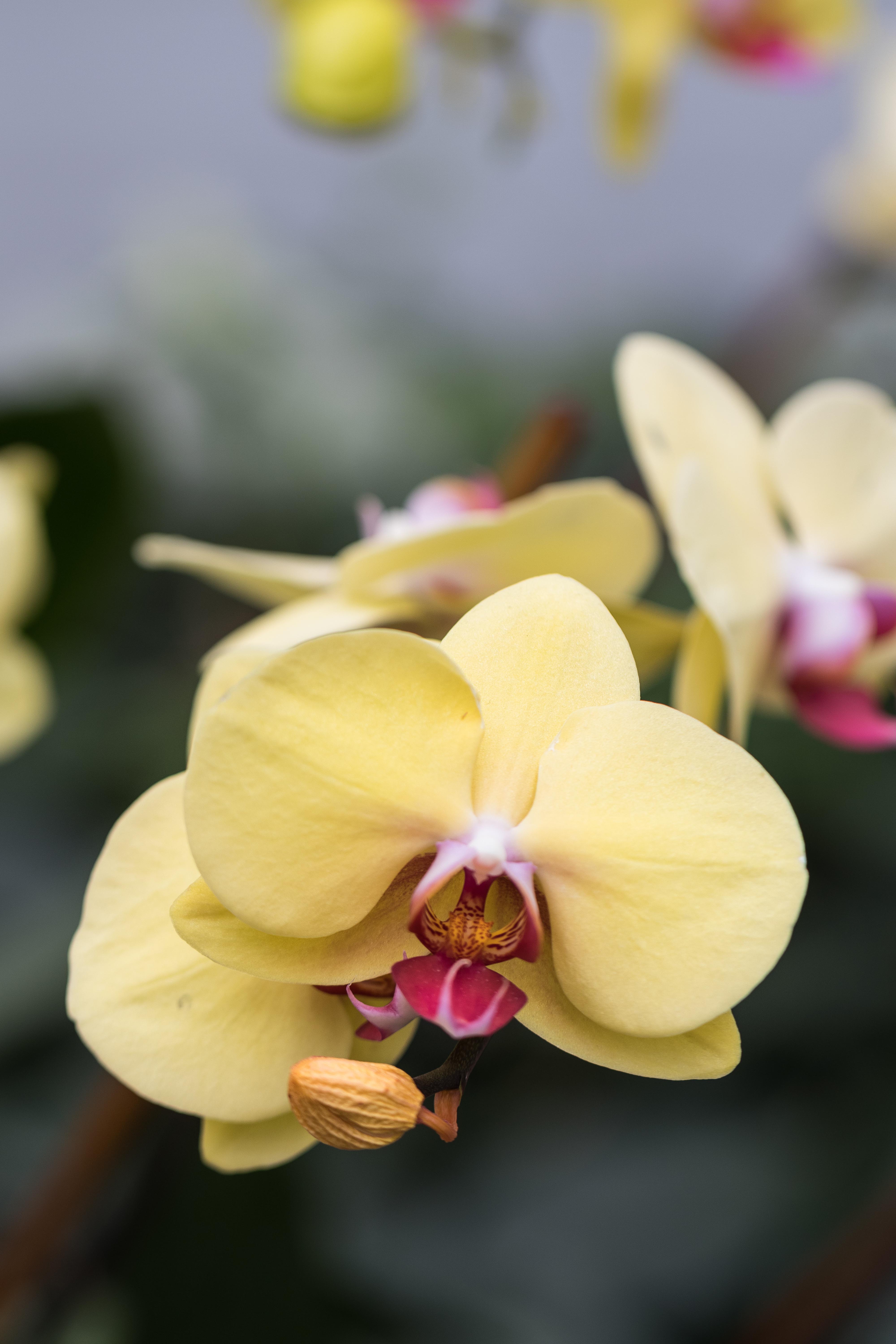 In the Tropics: The Orchid Show at the Chicago Botanic Garden | https://www.roseclearfield.com