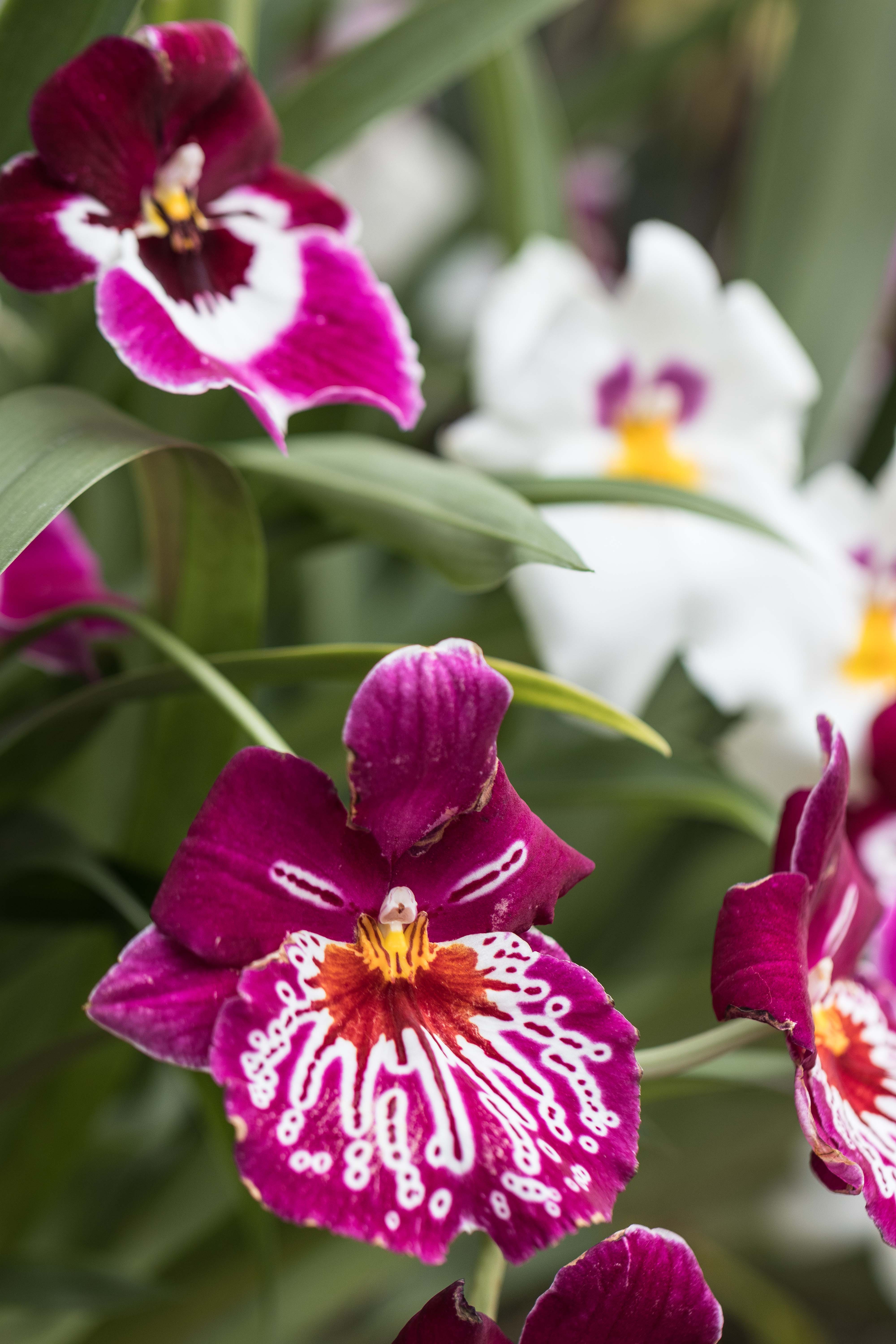 In the Tropics: The Orchid Show at the Chicago Botanic Garden | https://www.roseclearfield.com