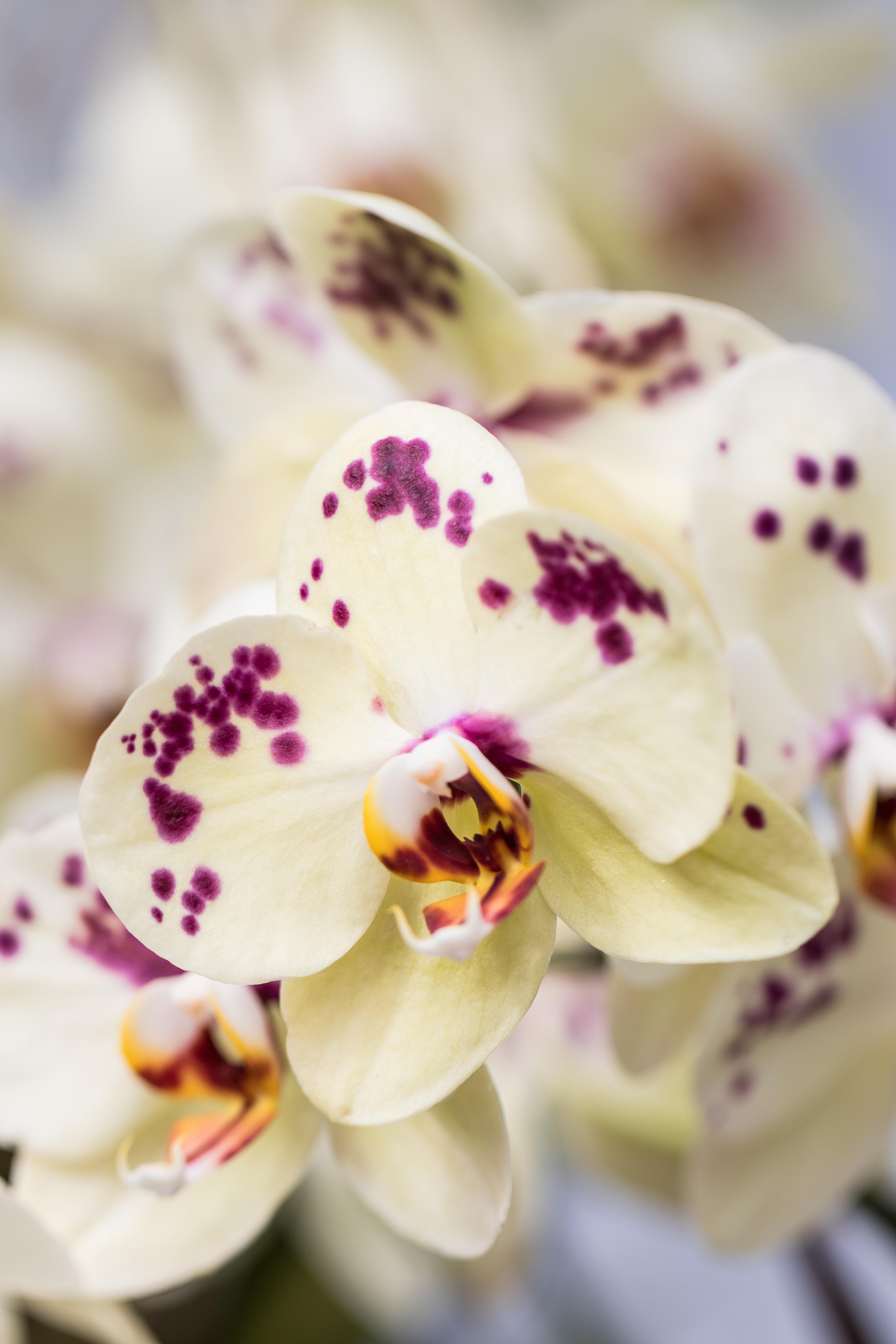 In the Tropics: The Orchid Show at the Chicago Botanic Garden | https://www.roseclearfield.com