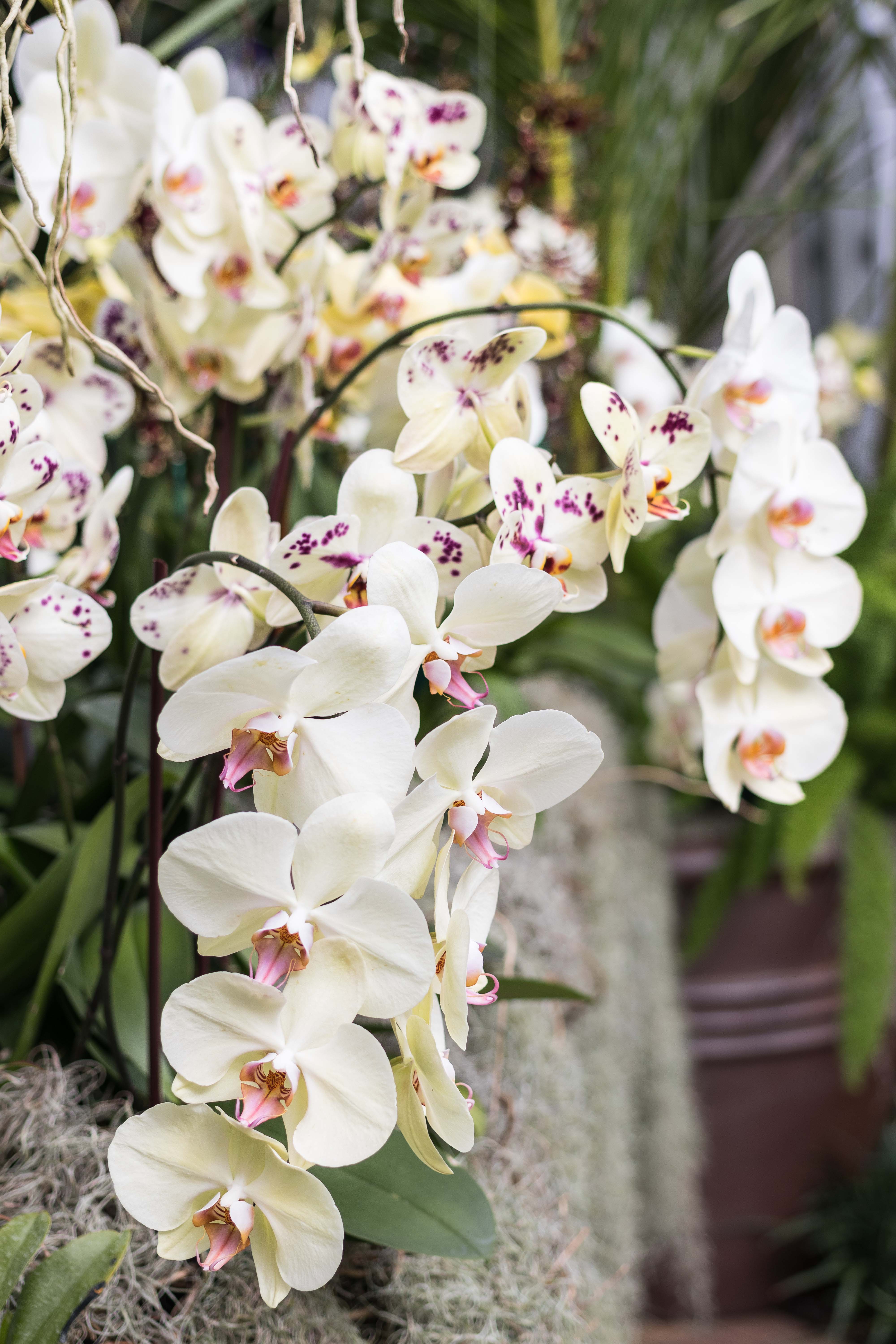 In the Tropics: The Orchid Show at the Chicago Botanic Garden | https://www.roseclearfield.com