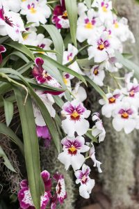 In the Tropics: The Orchid Show at the Chicago Botanic Garden | https://www.roseclearfield.com