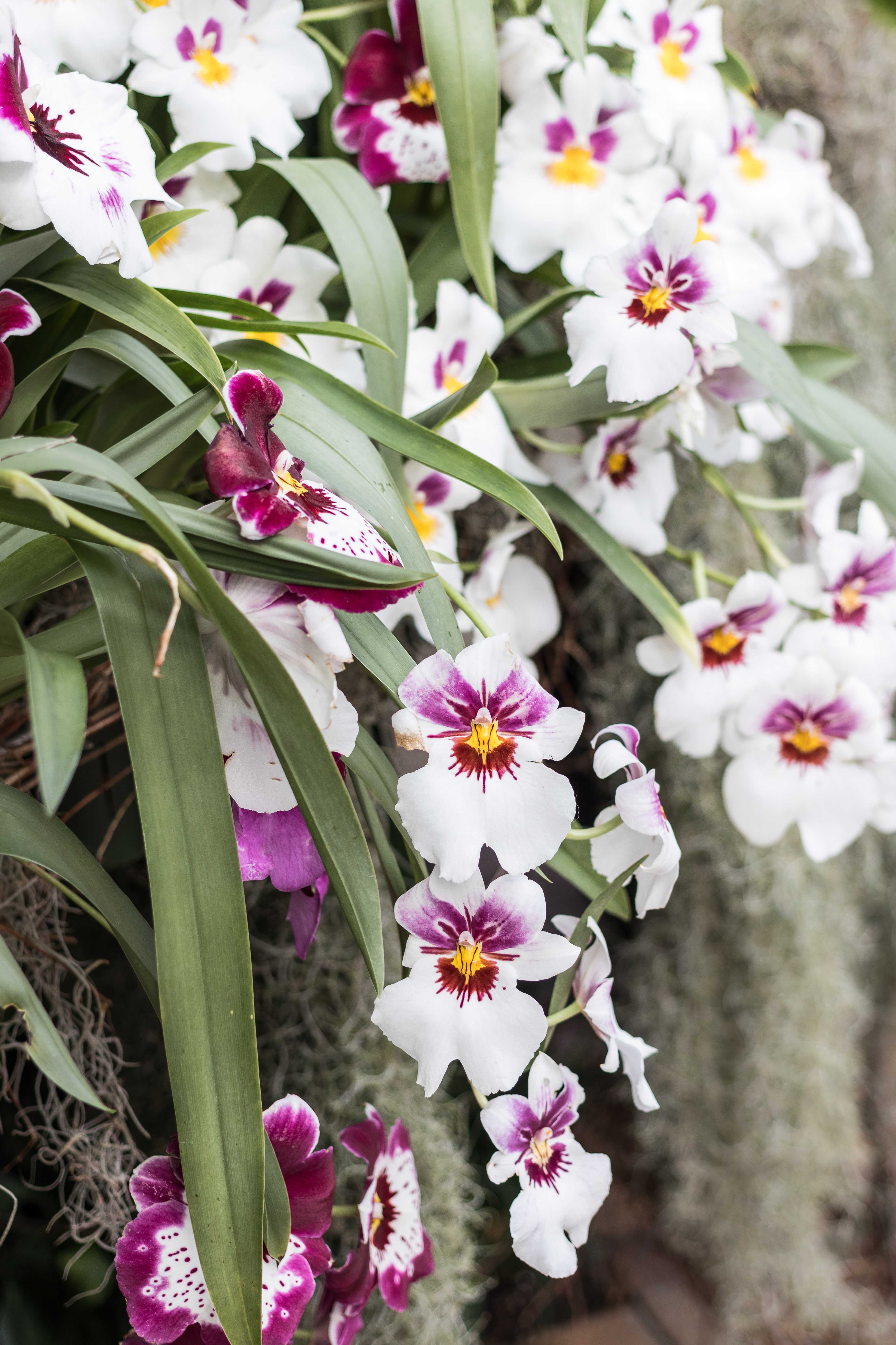 In the Tropics: The Orchid Show at the Chicago Botanic Garden | https://www.roseclearfield.com