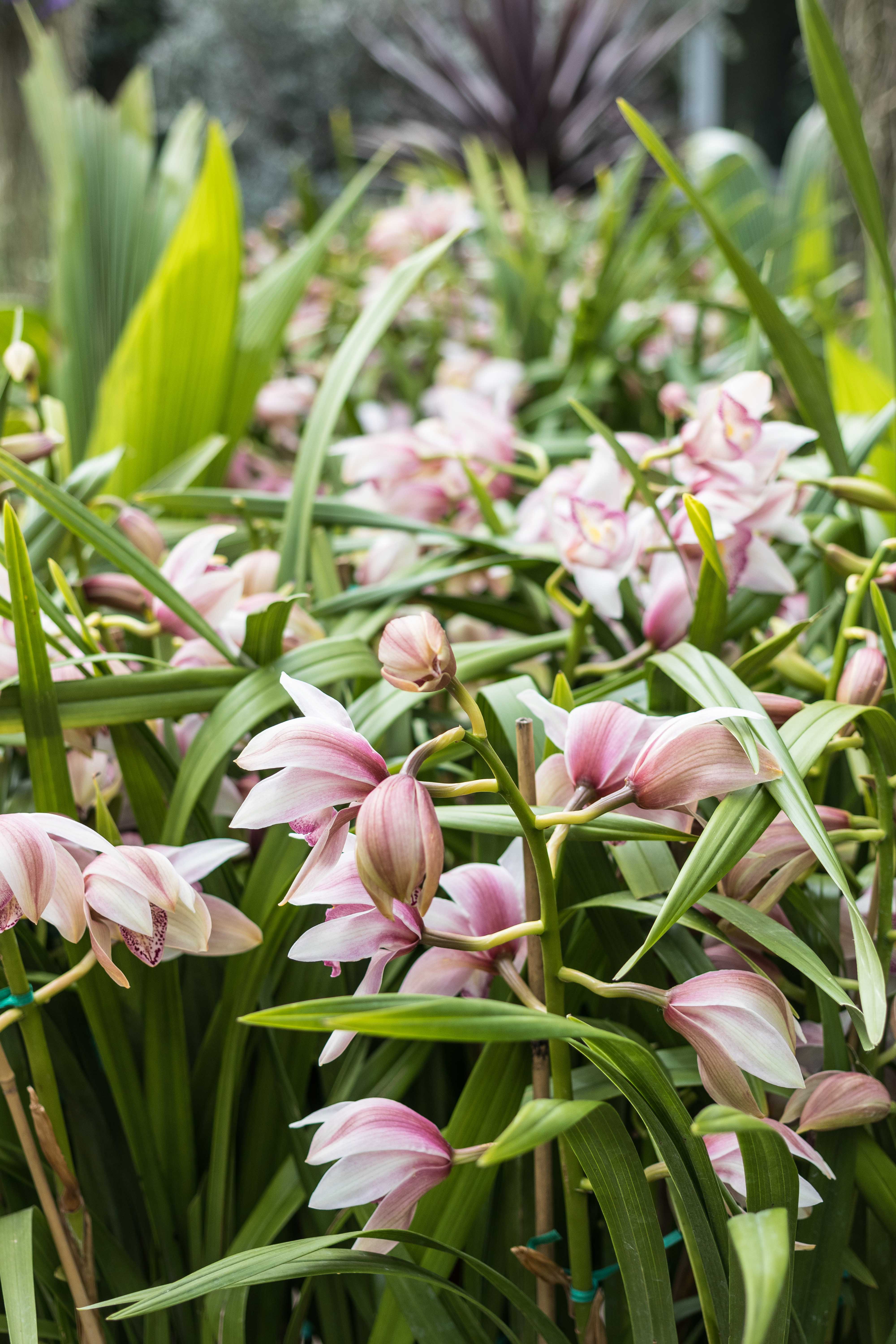 In the Tropics: The Orchid Show at the Chicago Botanic Garden | https://www.roseclearfield.com