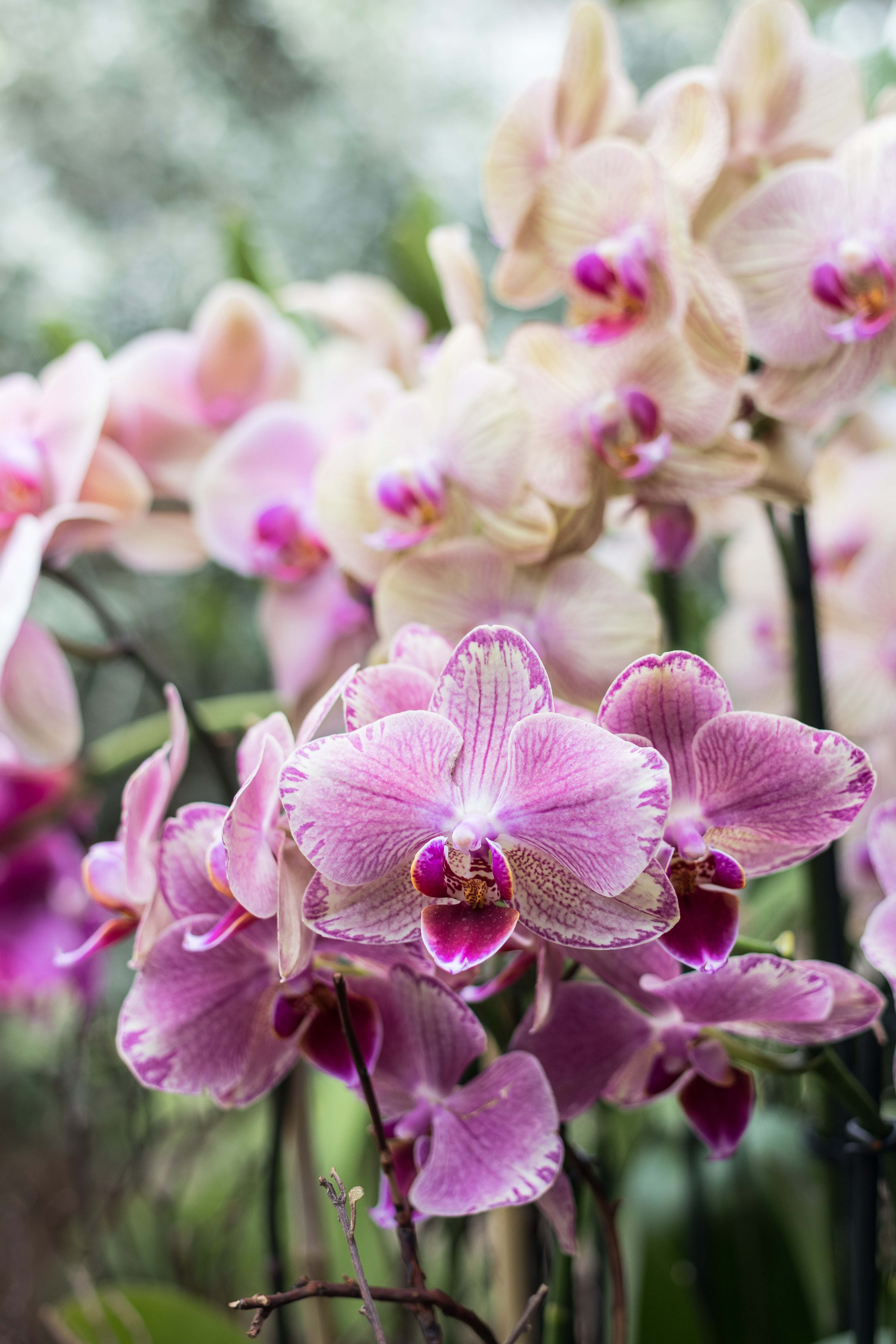 In the Tropics: The Orchid Show at the Chicago Botanic Garden | https://www.roseclearfield.com