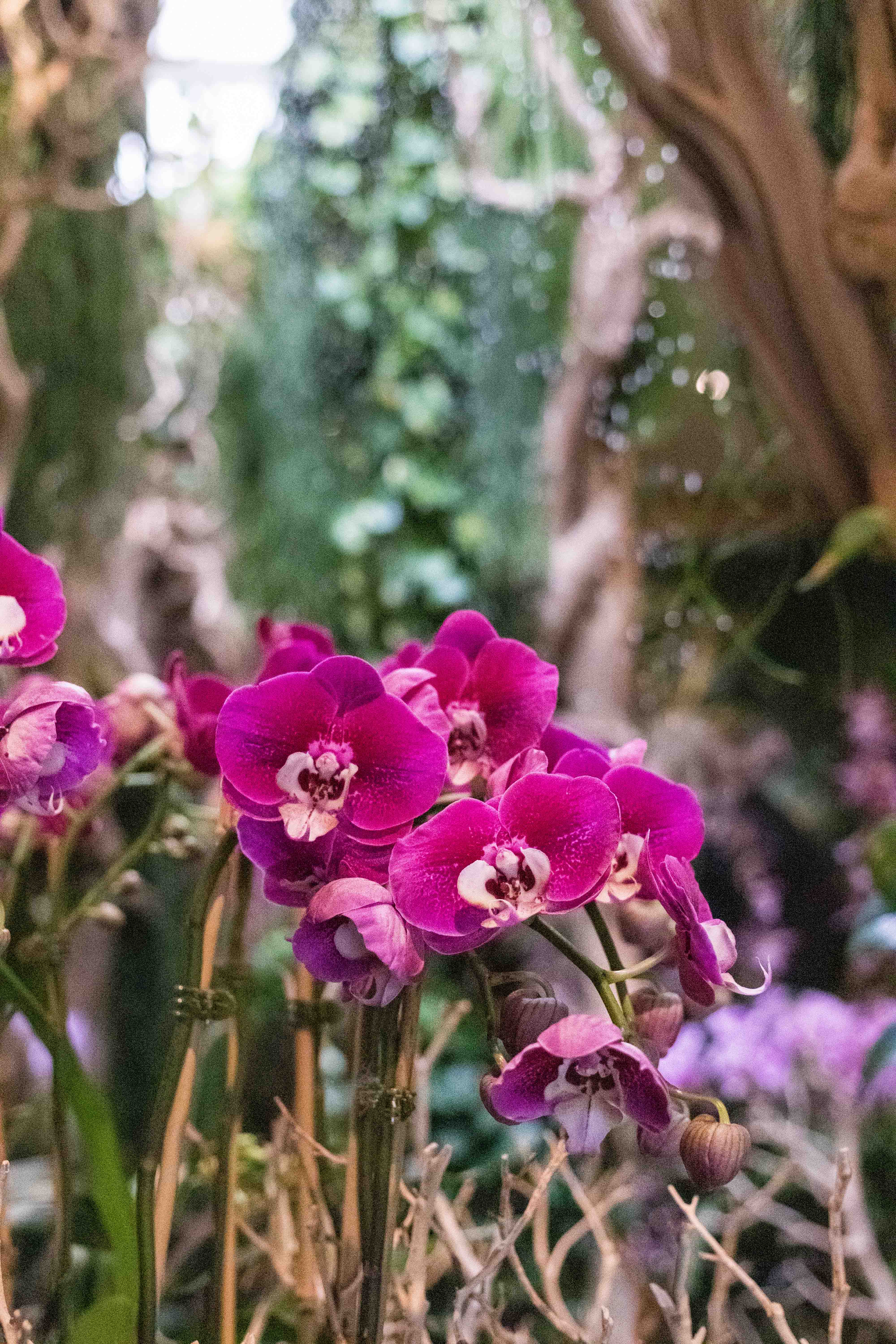 In the Tropics: The Orchid Show at the Chicago Botanic Garden | https://www.roseclearfield.com