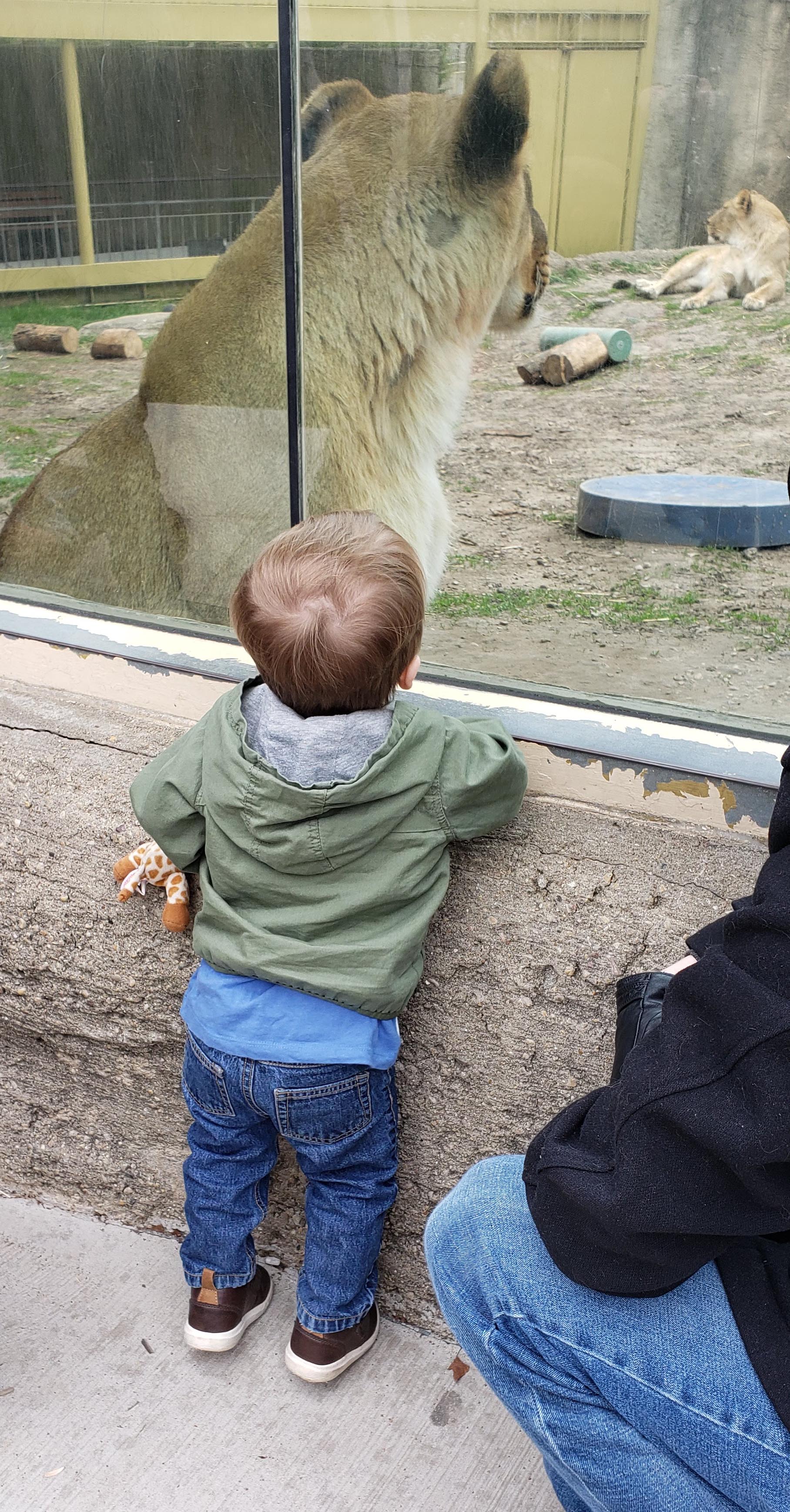 Tommy at the Zoo April 2019 | https://www.roseclearfield.com