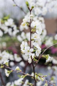 Japanese Zen Garden Spring Floral Show at the Mitchell Park Domes in Milwaukee, WI #Japanesezengarden #floralshow #MitchellParkDomes | https://www.roseclearfield.com