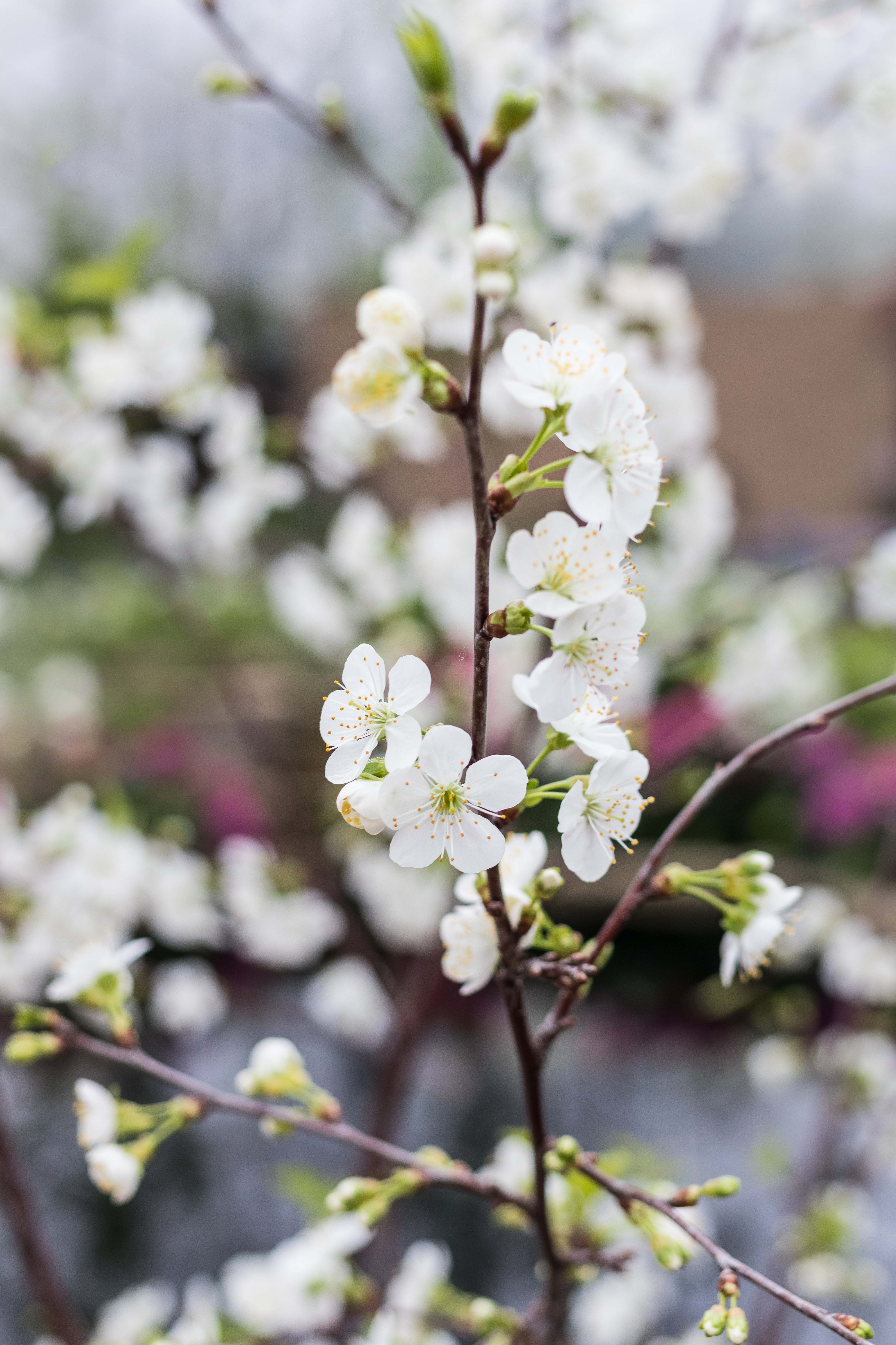 Japanese Zen Garden Spring Floral Show at the Mitchell Park Domes in Milwaukee, WI #Japanesezengarden #floralshow #MitchellParkDomes | https://www.roseclearfield.com