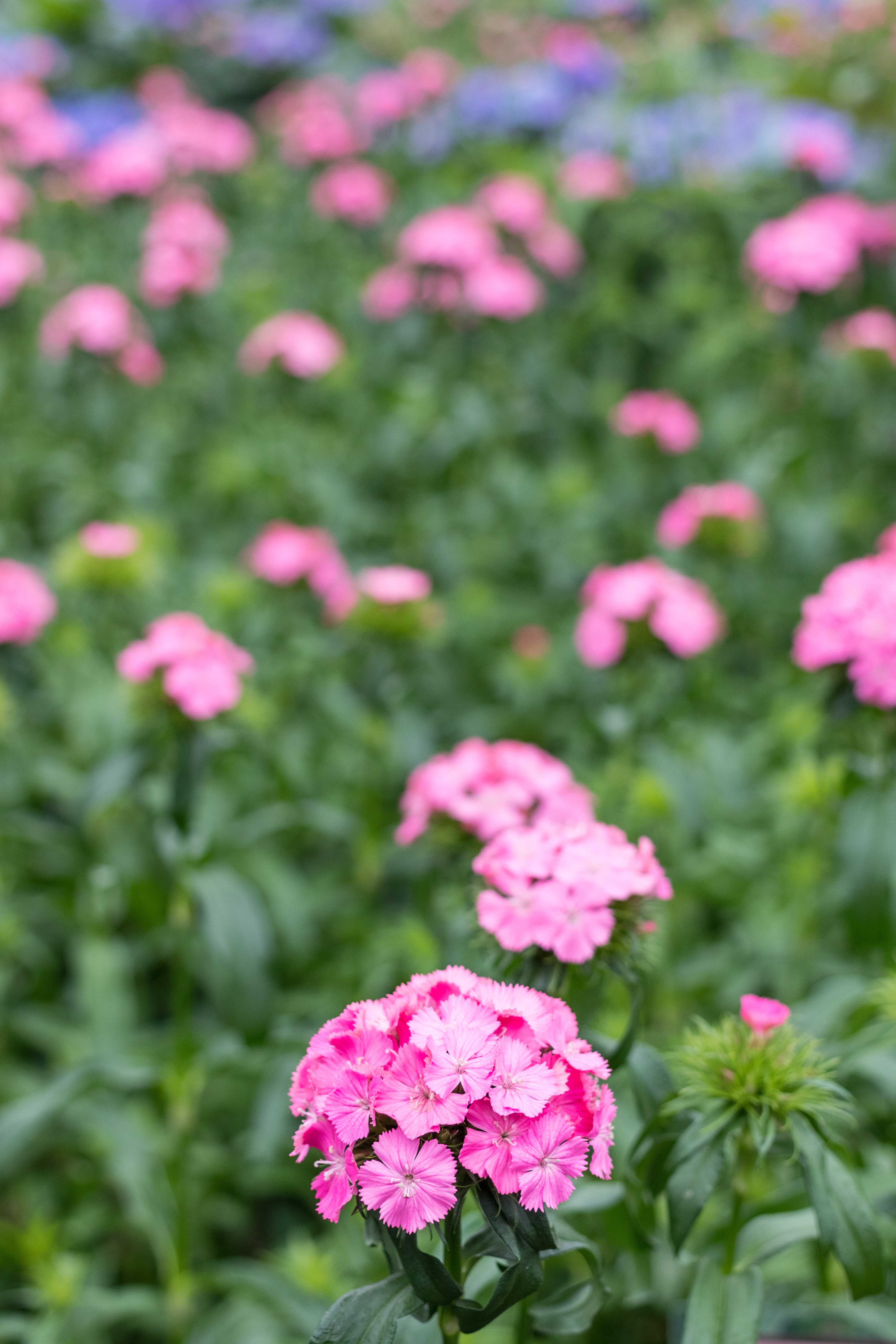 Japanese Zen Garden Spring Floral Show at the Mitchell Park Domes in Milwaukee, WI #Japanesezengarden #floralshow #MitchellParkDomes | https://www.roseclearfield.com