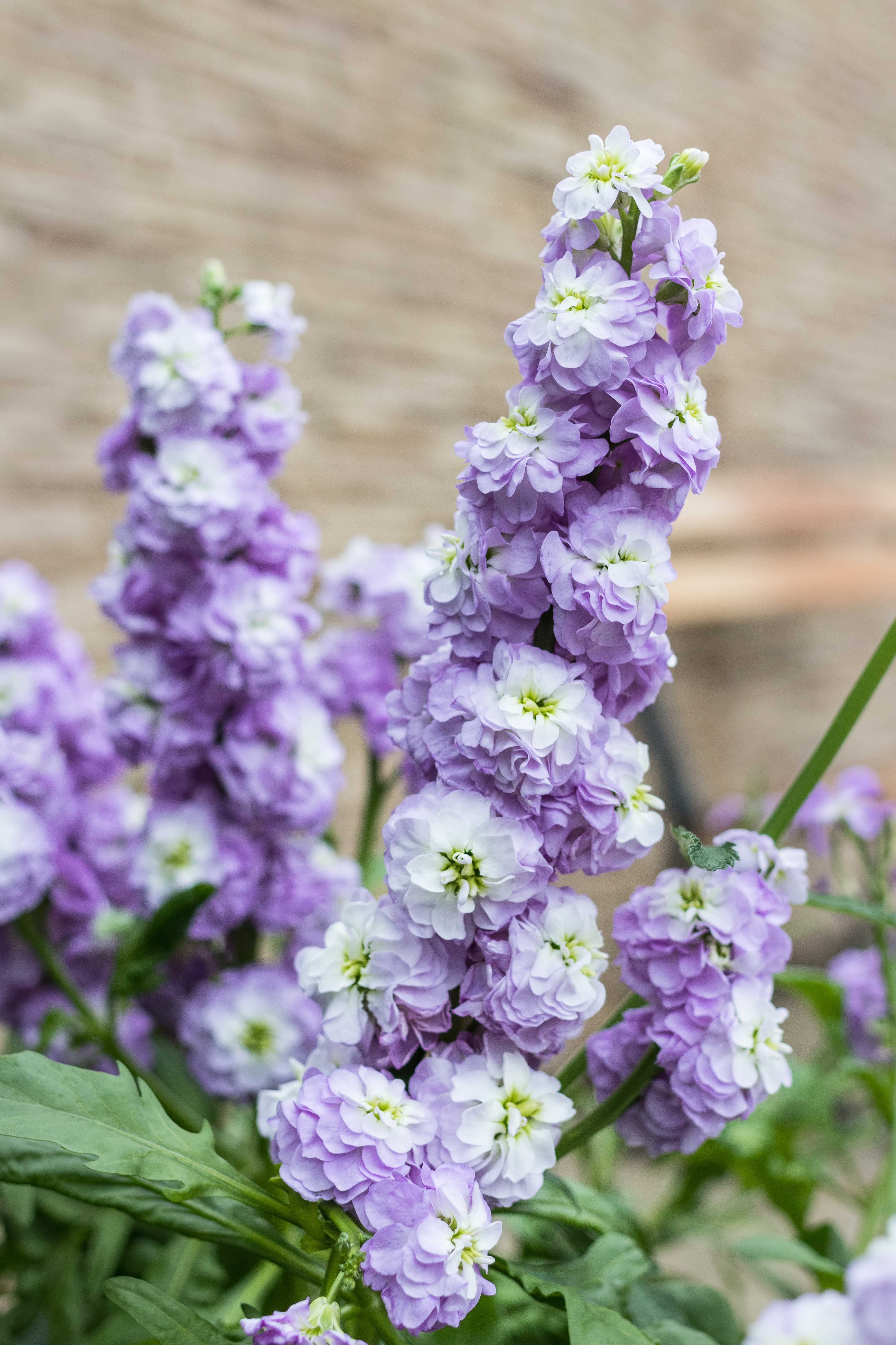 Japanese Zen Garden Spring Floral Show at the Mitchell Park Domes in Milwaukee, WI #Japanesezengarden #floralshow #MitchellParkDomes | https://www.roseclearfield.com