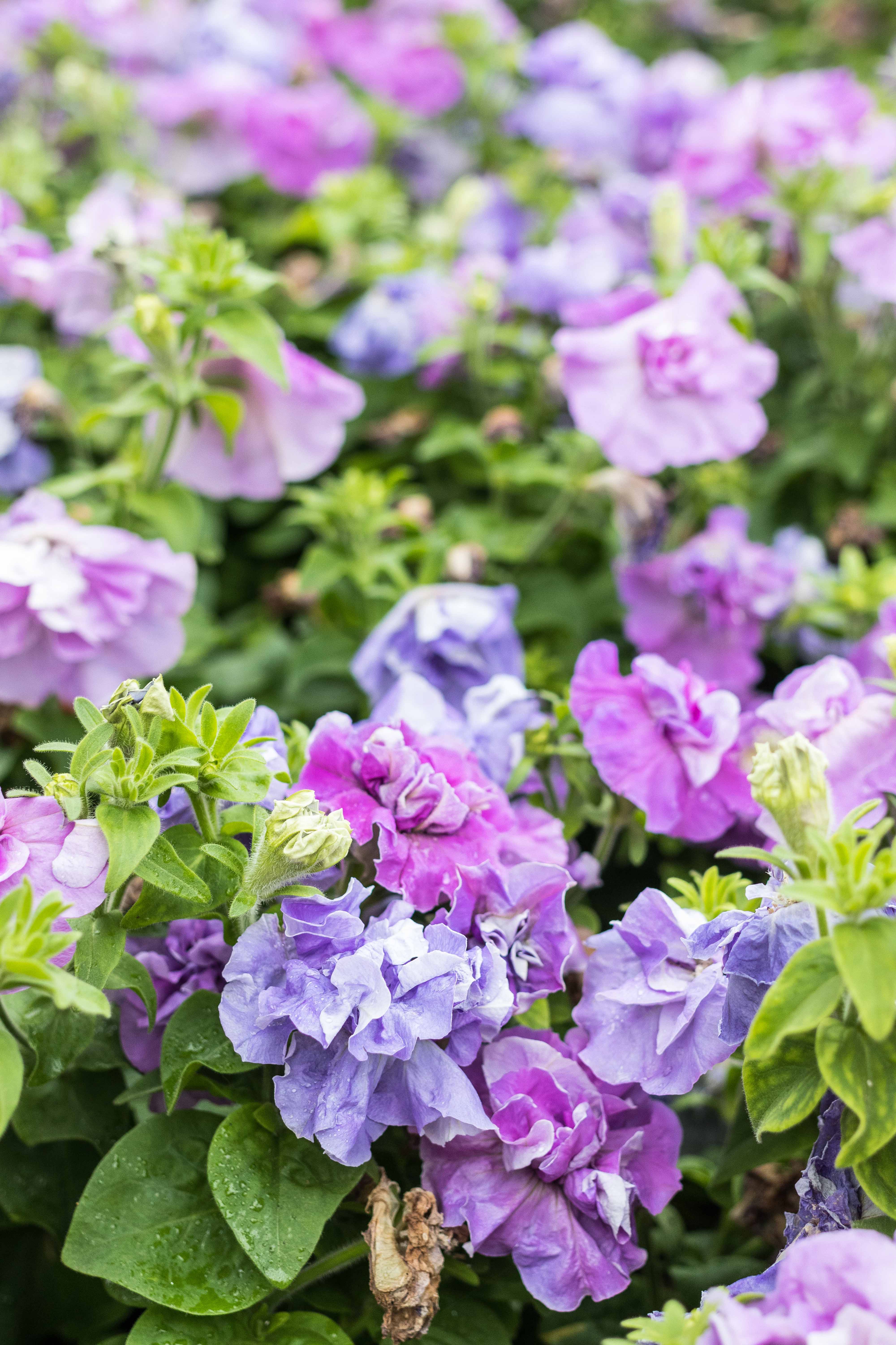 Japanese Zen Garden Spring Floral Show at the Mitchell Park Domes in Milwaukee, WI #Japanesezengarden #floralshow #MitchellParkDomes | https://www.roseclearfield.com