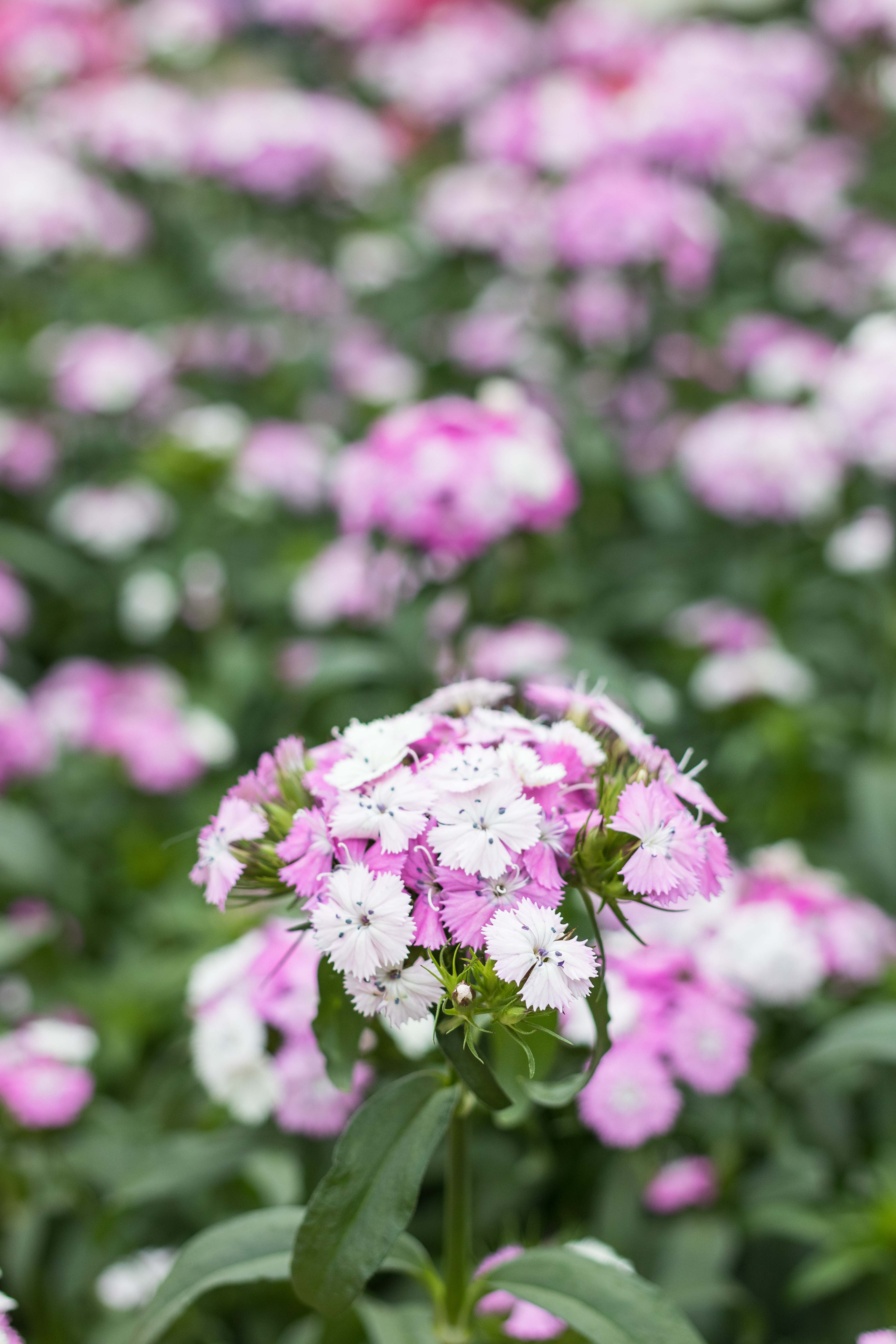 Japanese Zen Garden Spring Floral Show at the Mitchell Park Domes in Milwaukee, WI #Japanesezengarden #floralshow #MitchellParkDomes | https://www.roseclearfield.com