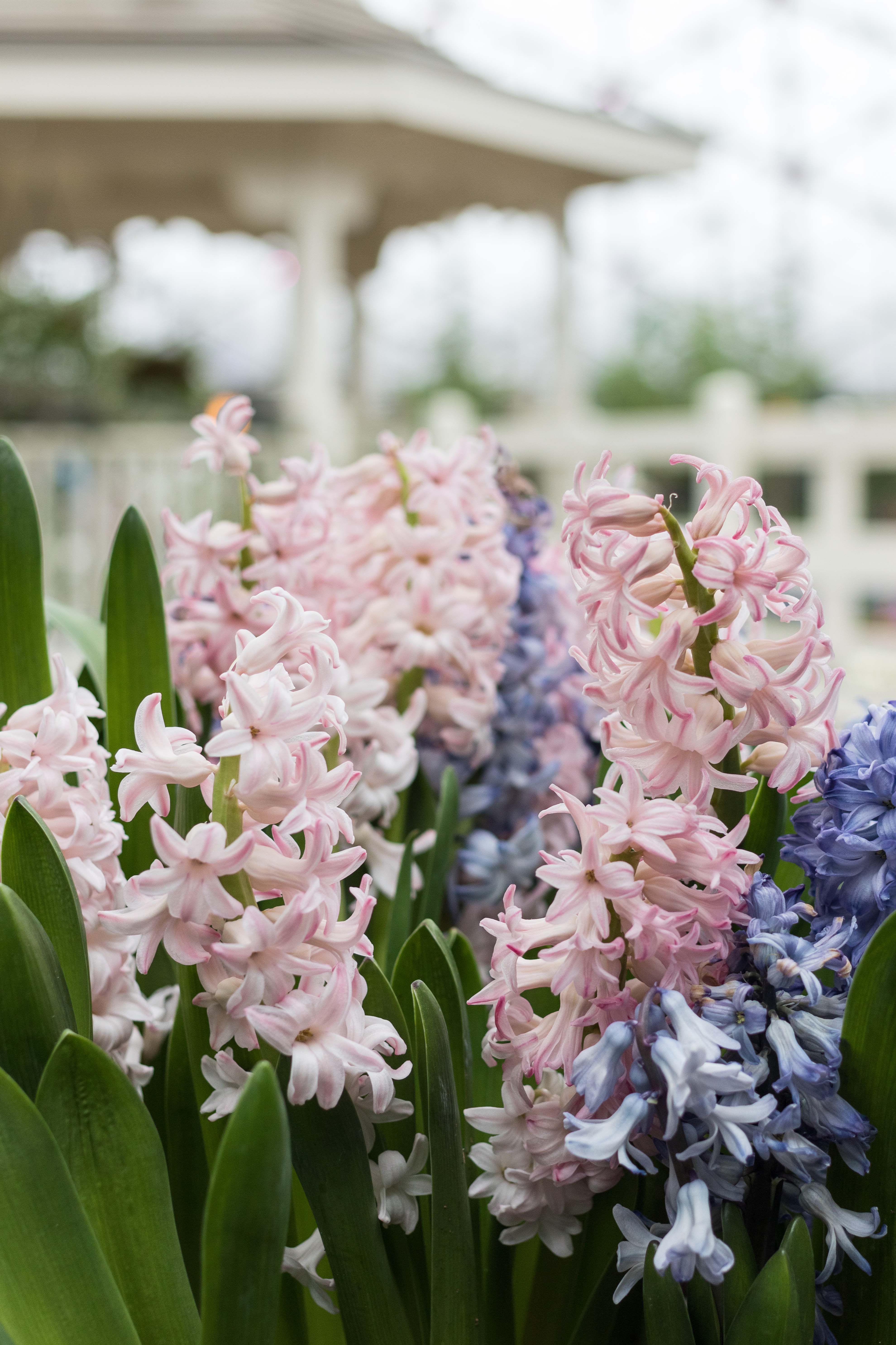 Japanese Zen Garden Spring Floral Show at the Mitchell Park Domes in Milwaukee, WI #Japanesezengarden #floralshow #MitchellParkDomes | https://www.roseclearfield.com