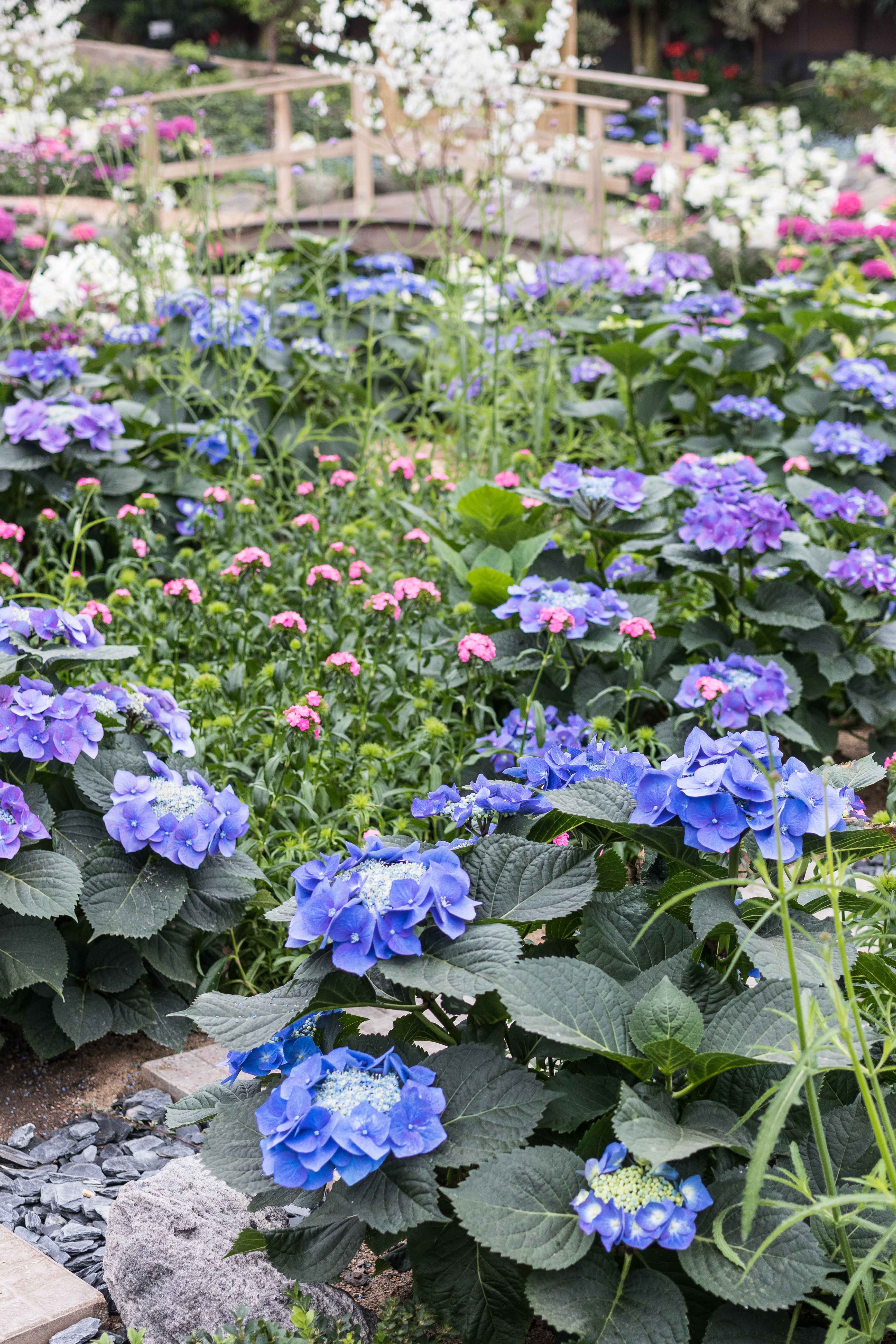 Japanese Zen Garden Spring Floral Show at the Mitchell Park Domes in Milwaukee, WI #Japanesezengarden #floralshow #MitchellParkDomes | https://www.roseclearfield.com