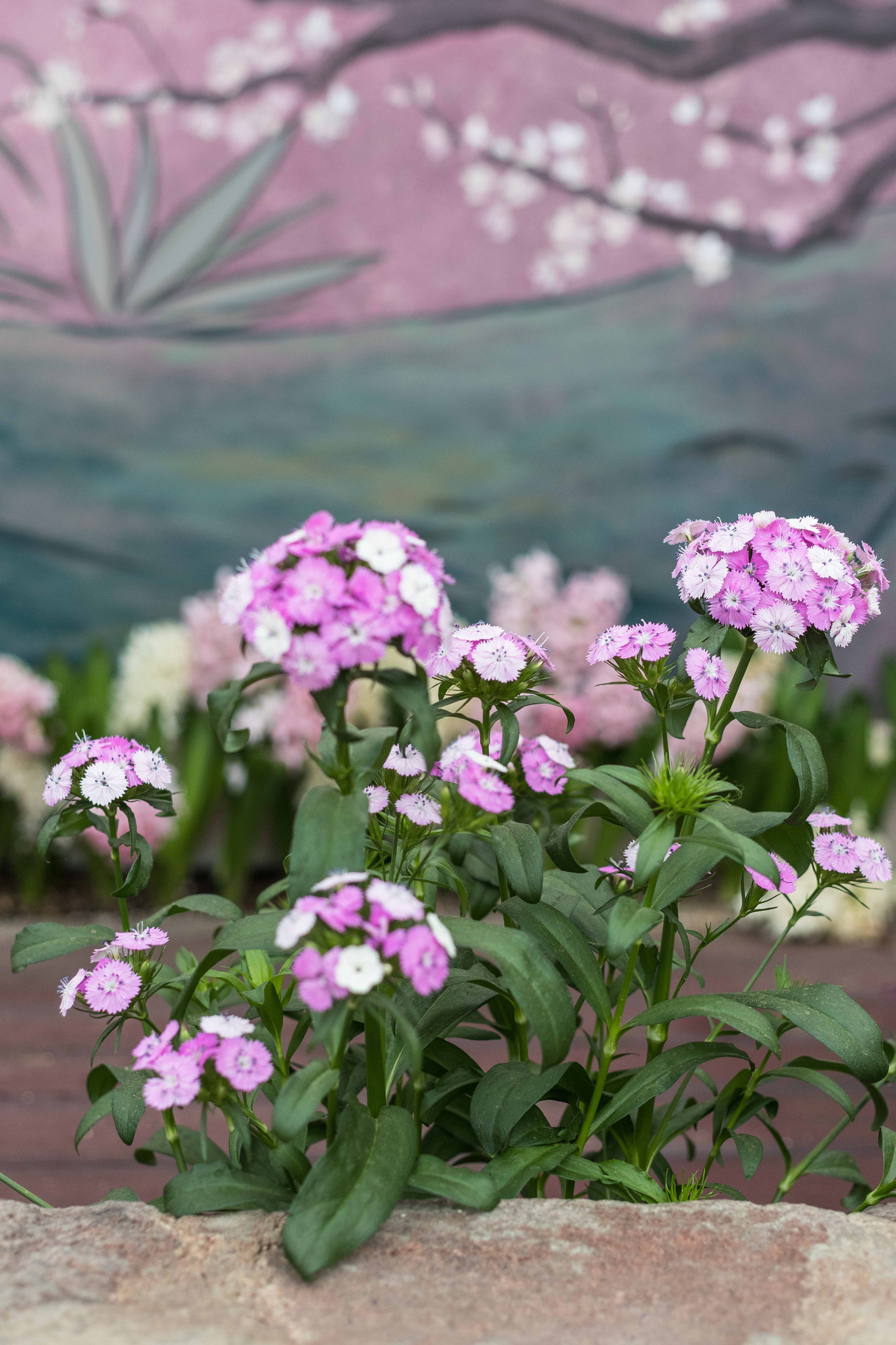 Japanese Zen Garden Spring Floral Show at the Mitchell Park Domes in Milwaukee, WI #Japanesezengarden #floralshow #MitchellParkDomes | https://www.roseclearfield.com