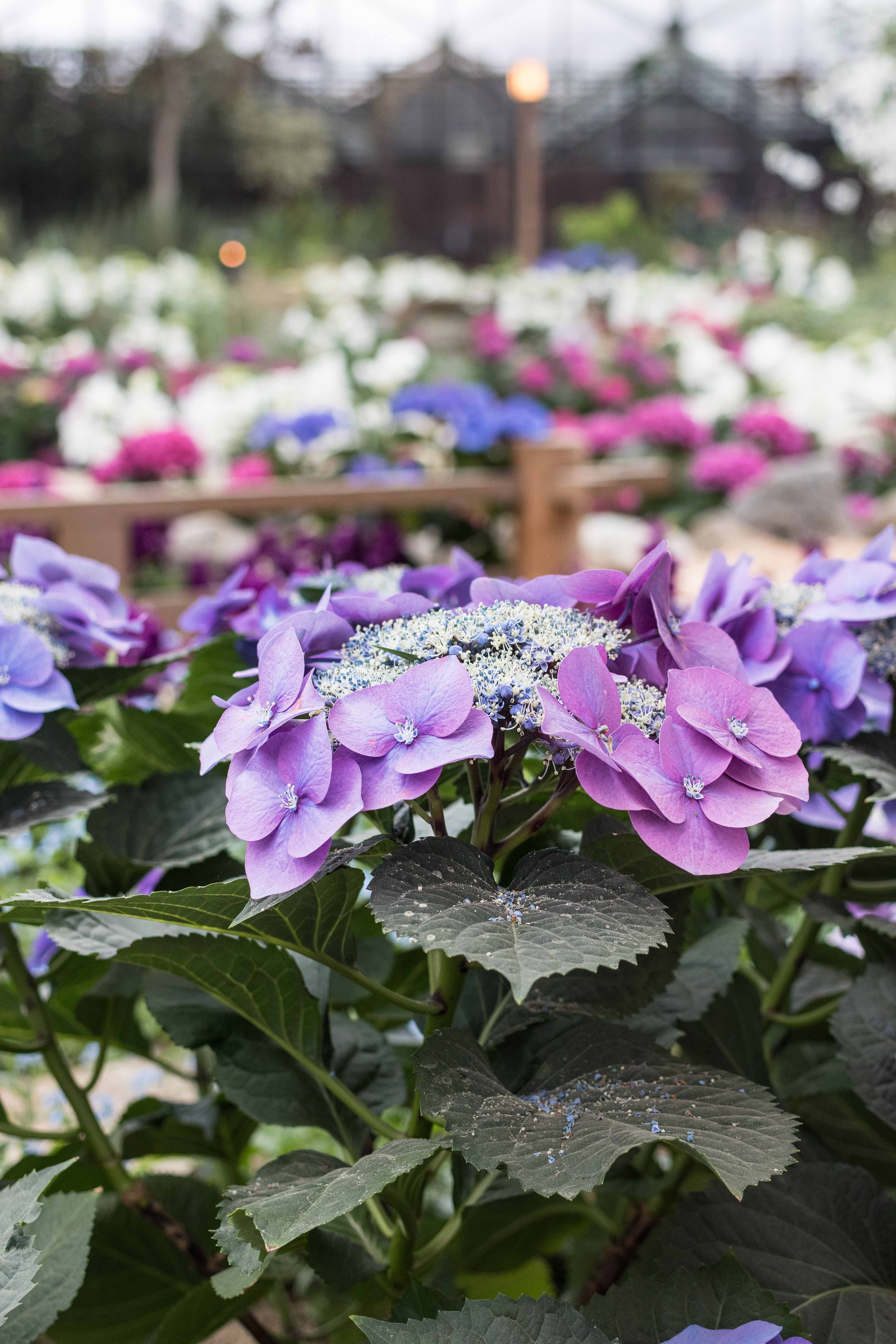 Japanese Zen Garden Spring Floral Show at the Mitchell Park Domes in Milwaukee, WI #Japanesezengarden #floralshow #MitchellParkDomes | https://www.roseclearfield.com