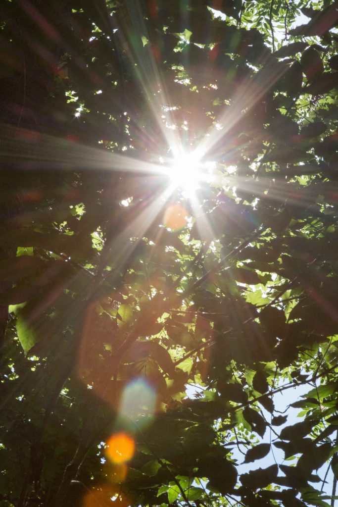Sunflare #sunflare #creative #summer