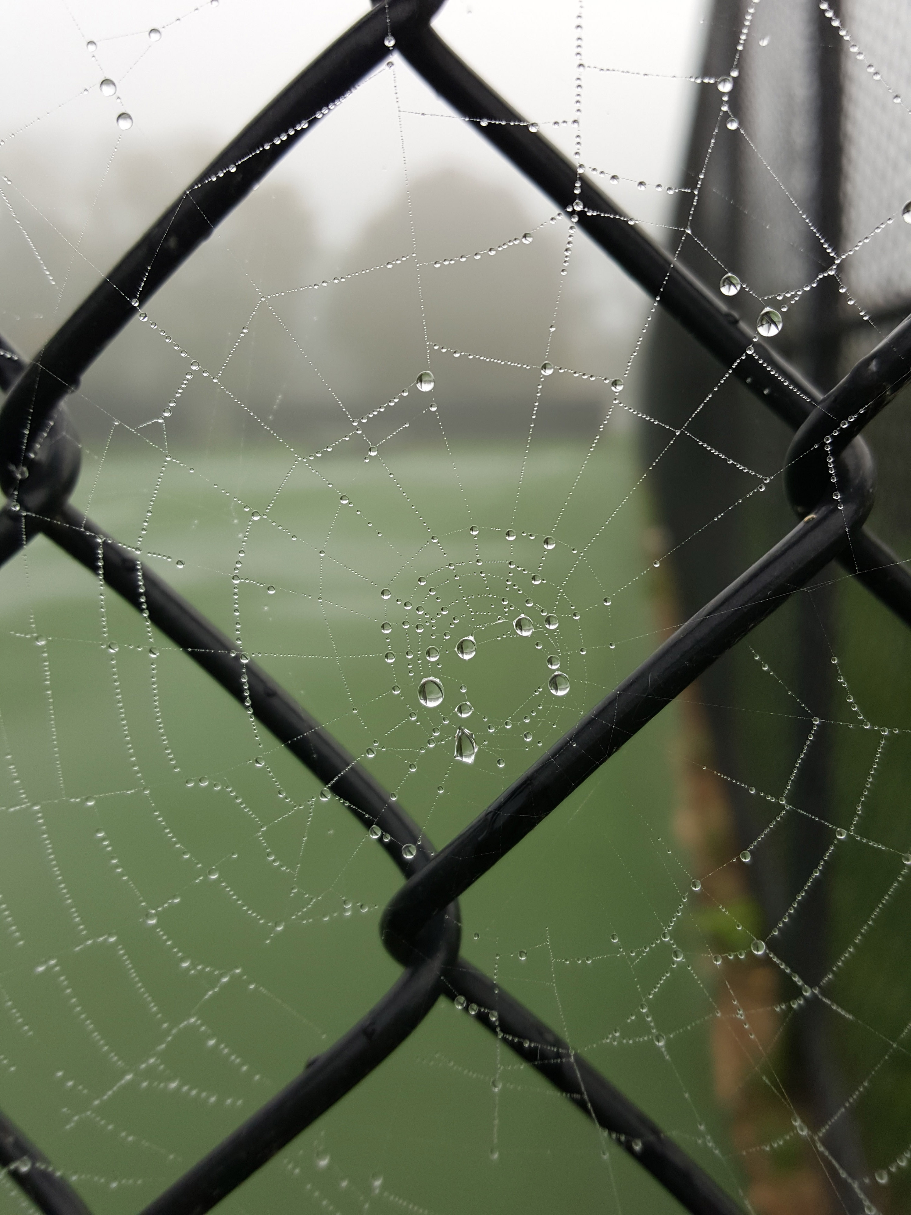 Rain-filled spiderweb in the fog. #spiderweb #raindrops #fog | https://www.roseclearfield.com