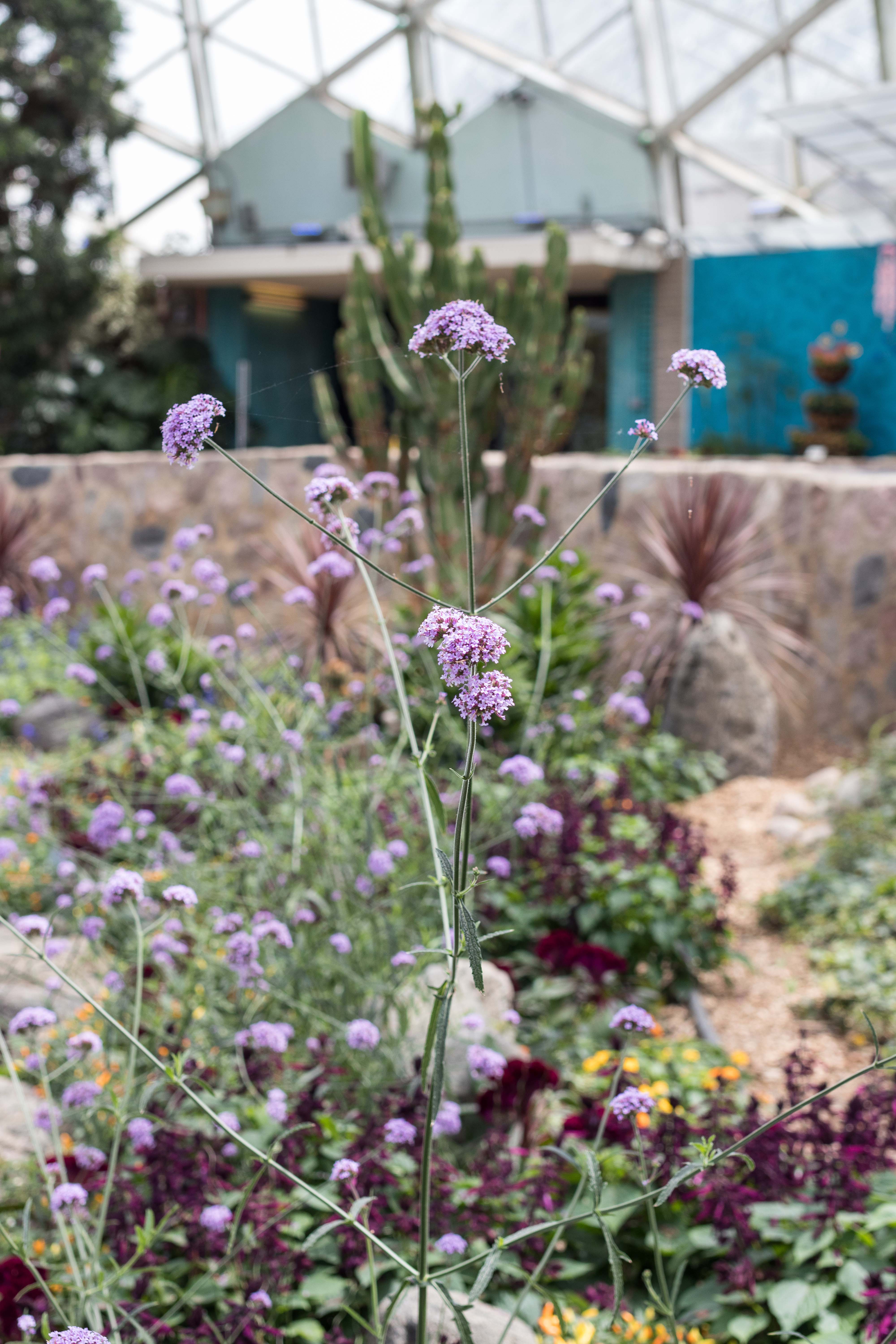 Under the Sea Summer Floral Show at the Mitchell Park Domes #MitchellParkDomes #MilwaukeeWI #floralshow #UndertheSea | https://www.roseclearfield.com