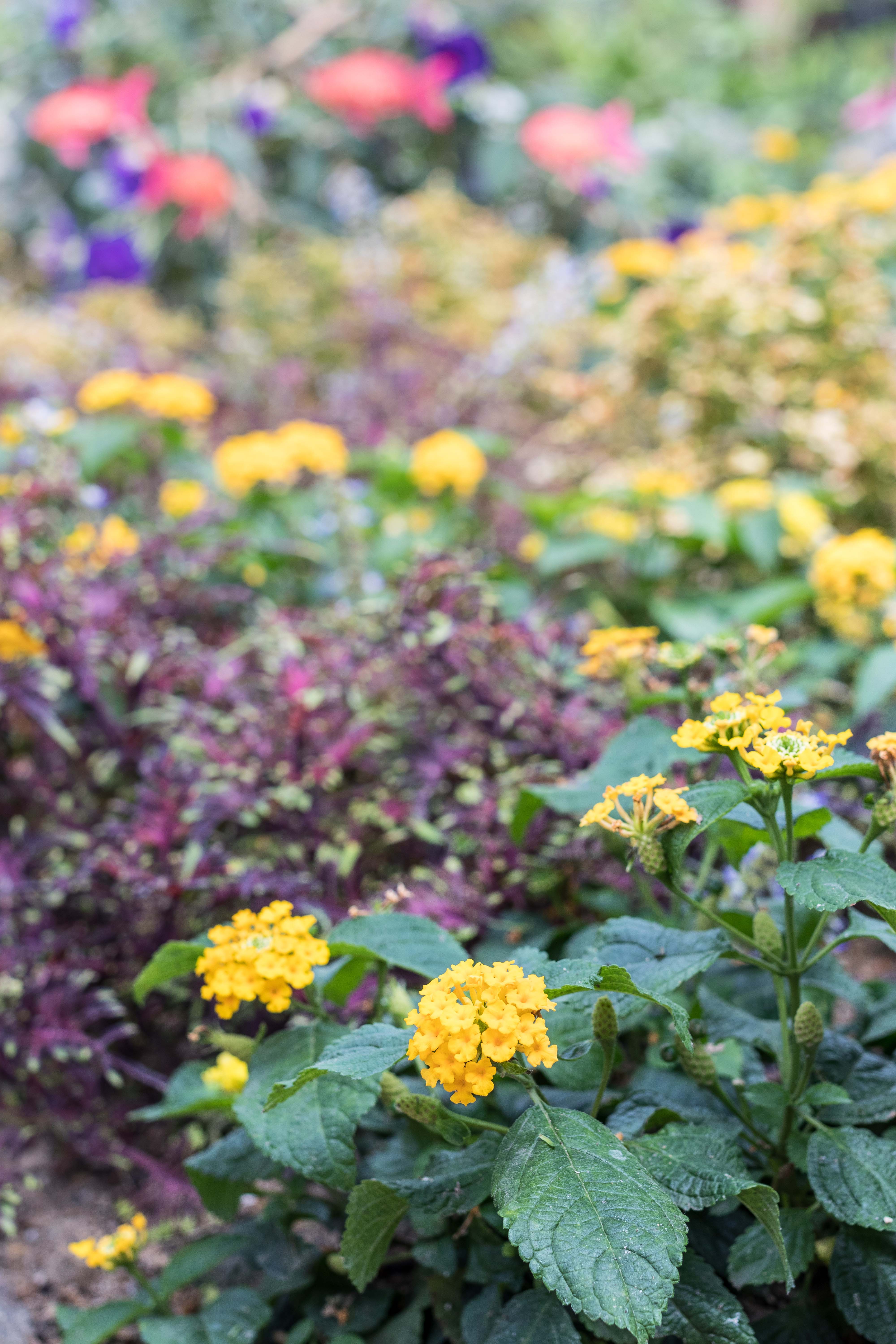 Under the Sea Summer Floral Show at the Mitchell Park Domes #MitchellParkDomes #MilwaukeeWI #floralshow #UndertheSea | https://www.roseclearfield.com