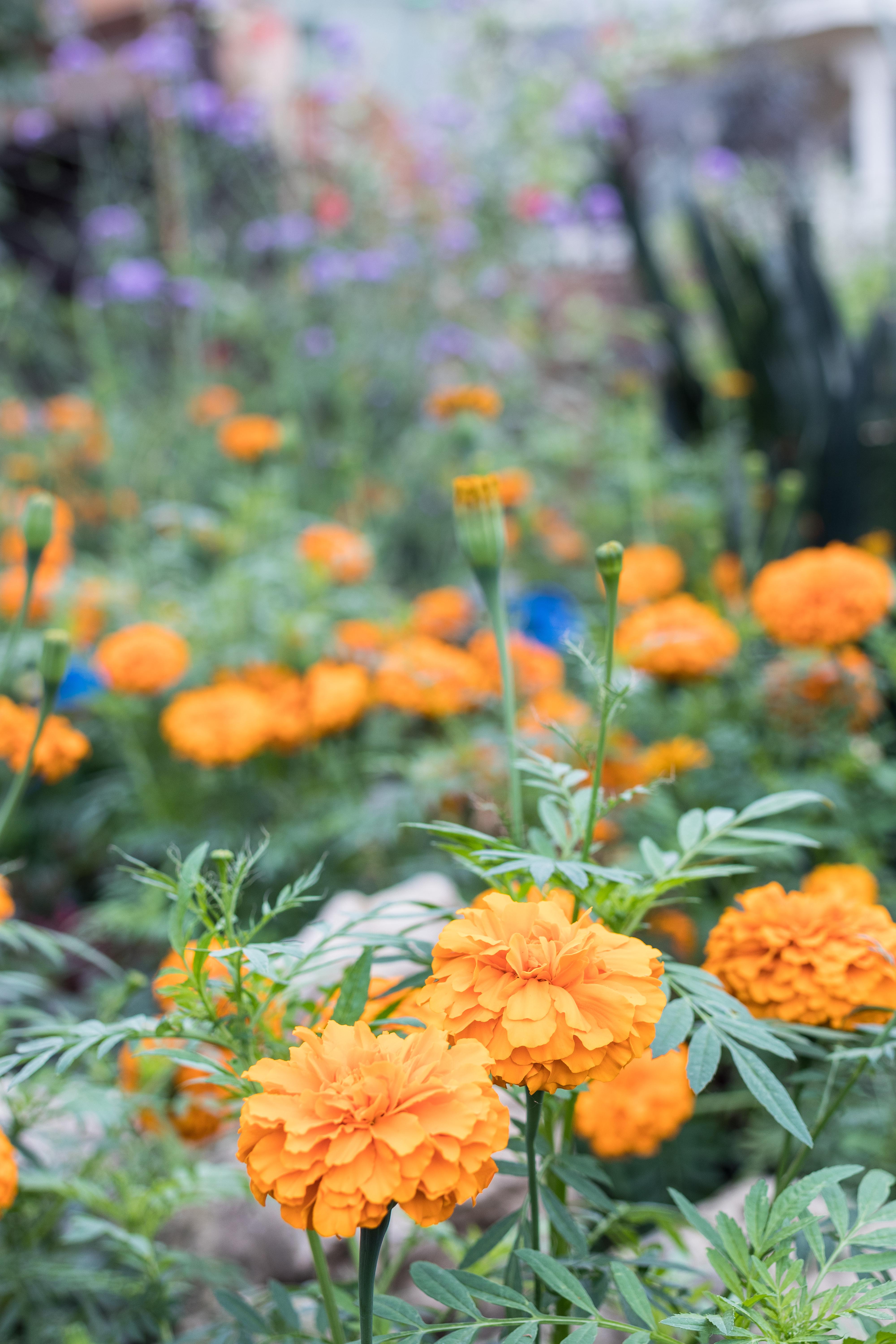 Under the Sea Summer Floral Show at the Mitchell Park Domes #MitchellParkDomes #MilwaukeeWI #floralshow #UndertheSea | https://www.roseclearfield.com