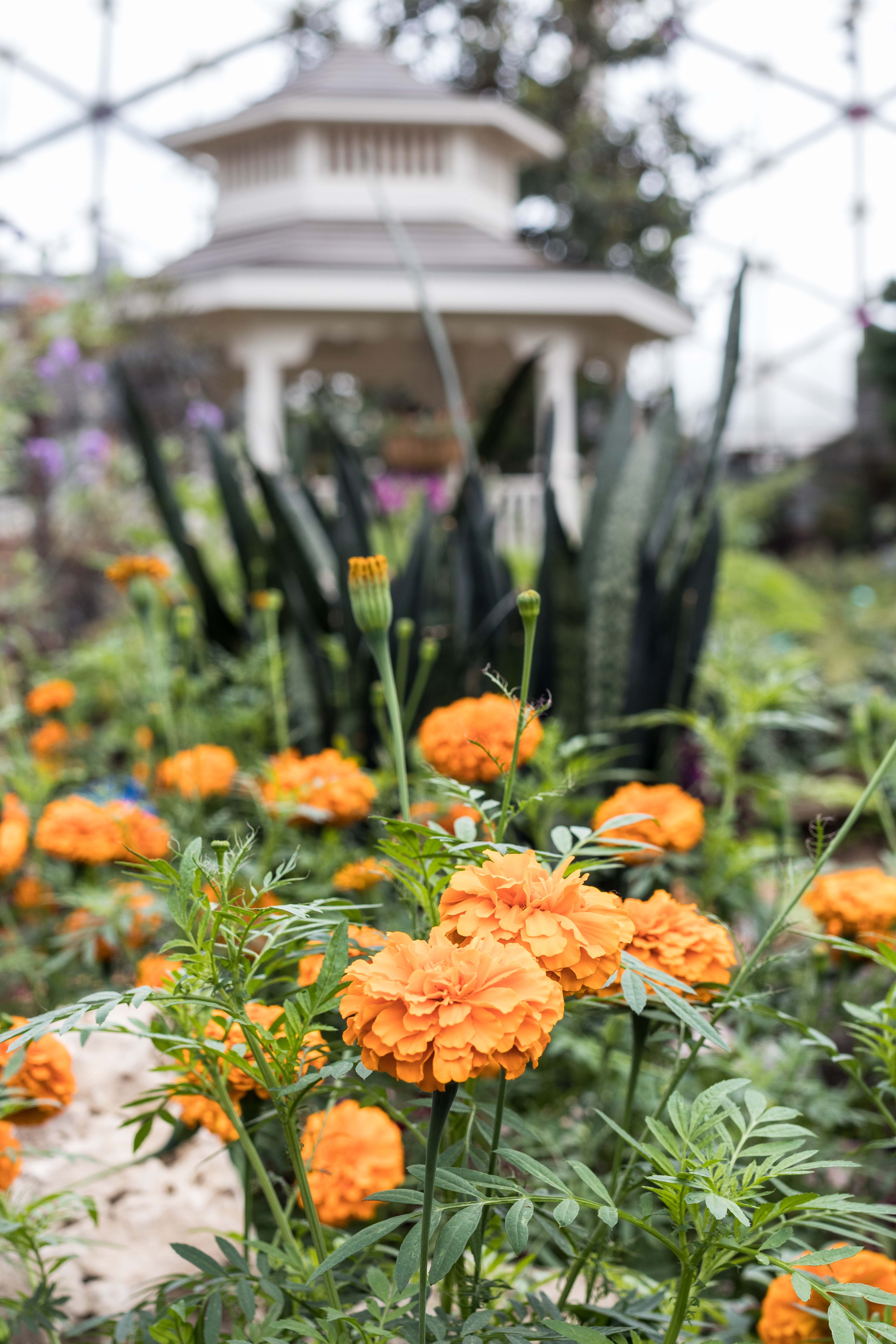 Under the Sea Summer Floral Show at the Mitchell Park Domes #MitchellParkDomes #MilwaukeeWI #floralshow #UndertheSea | https://www.roseclearfield.com