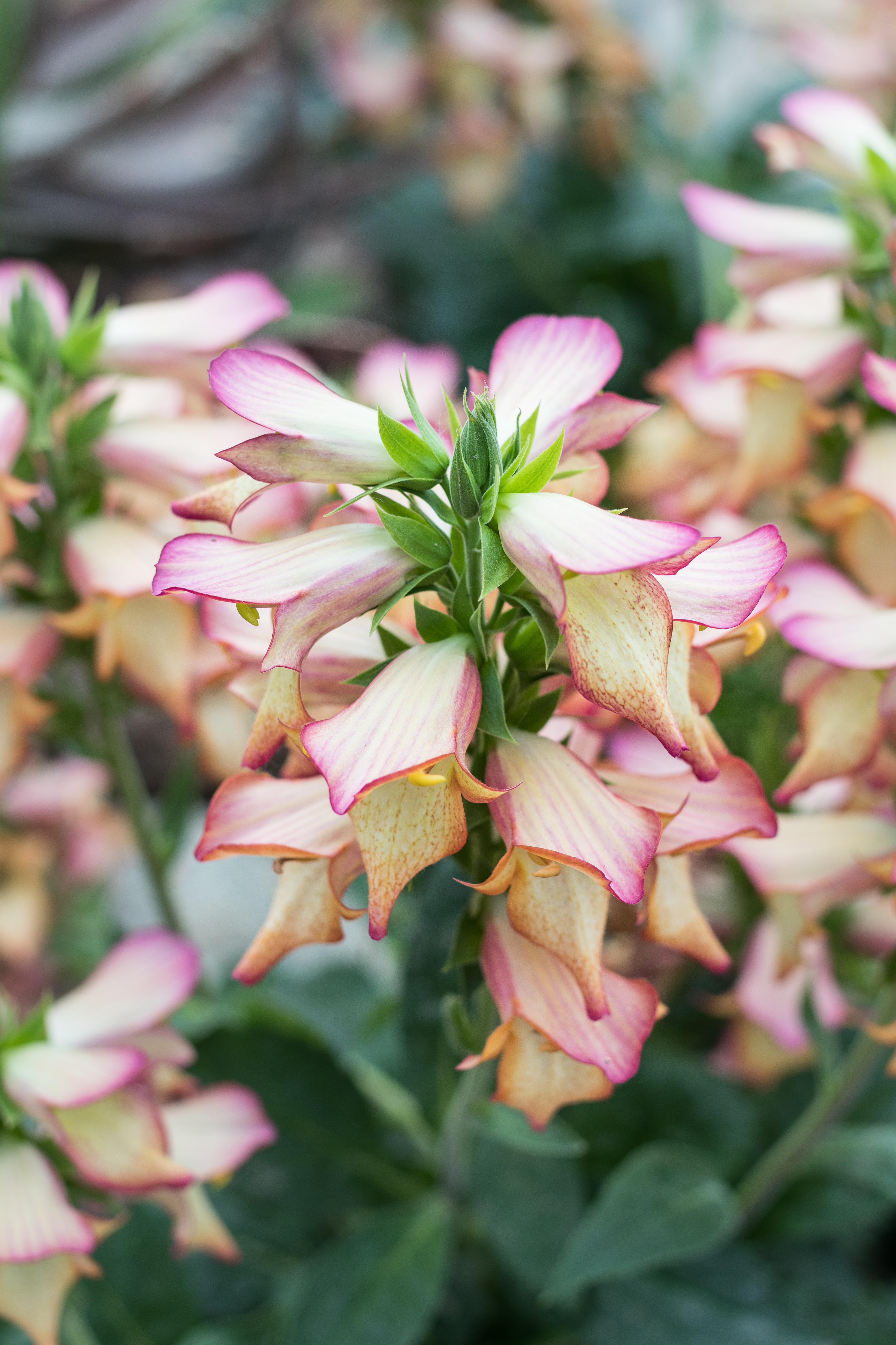 Under the Sea Summer Floral Show at the Mitchell Park Domes #MitchellParkDomes #MilwaukeeWI #floralshow #UndertheSea | https://www.roseclearfield.com