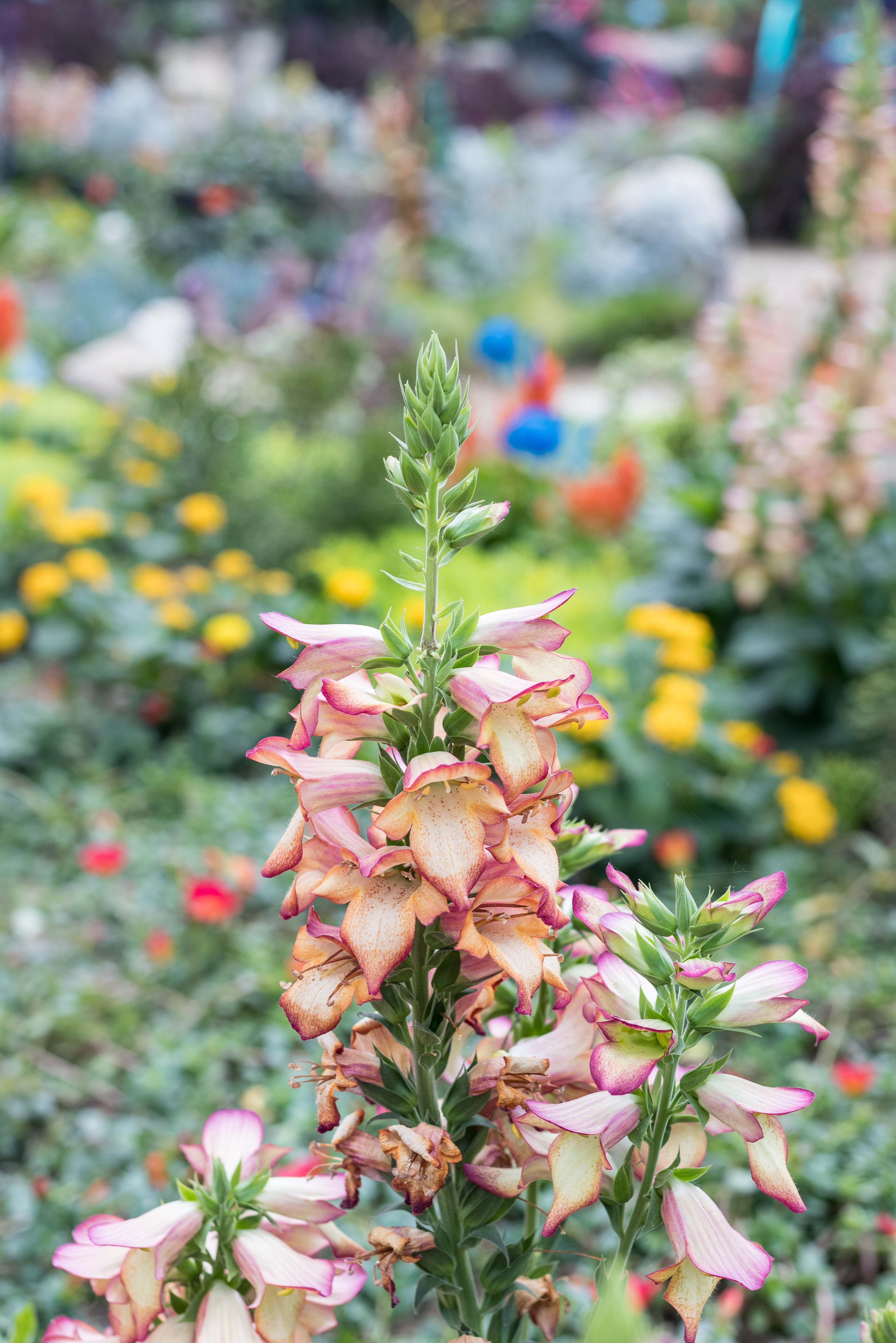 Under the Sea Summer Floral Show at the Mitchell Park Domes #MitchellParkDomes #MilwaukeeWI #floralshow #UndertheSea | https://www.roseclearfield.com