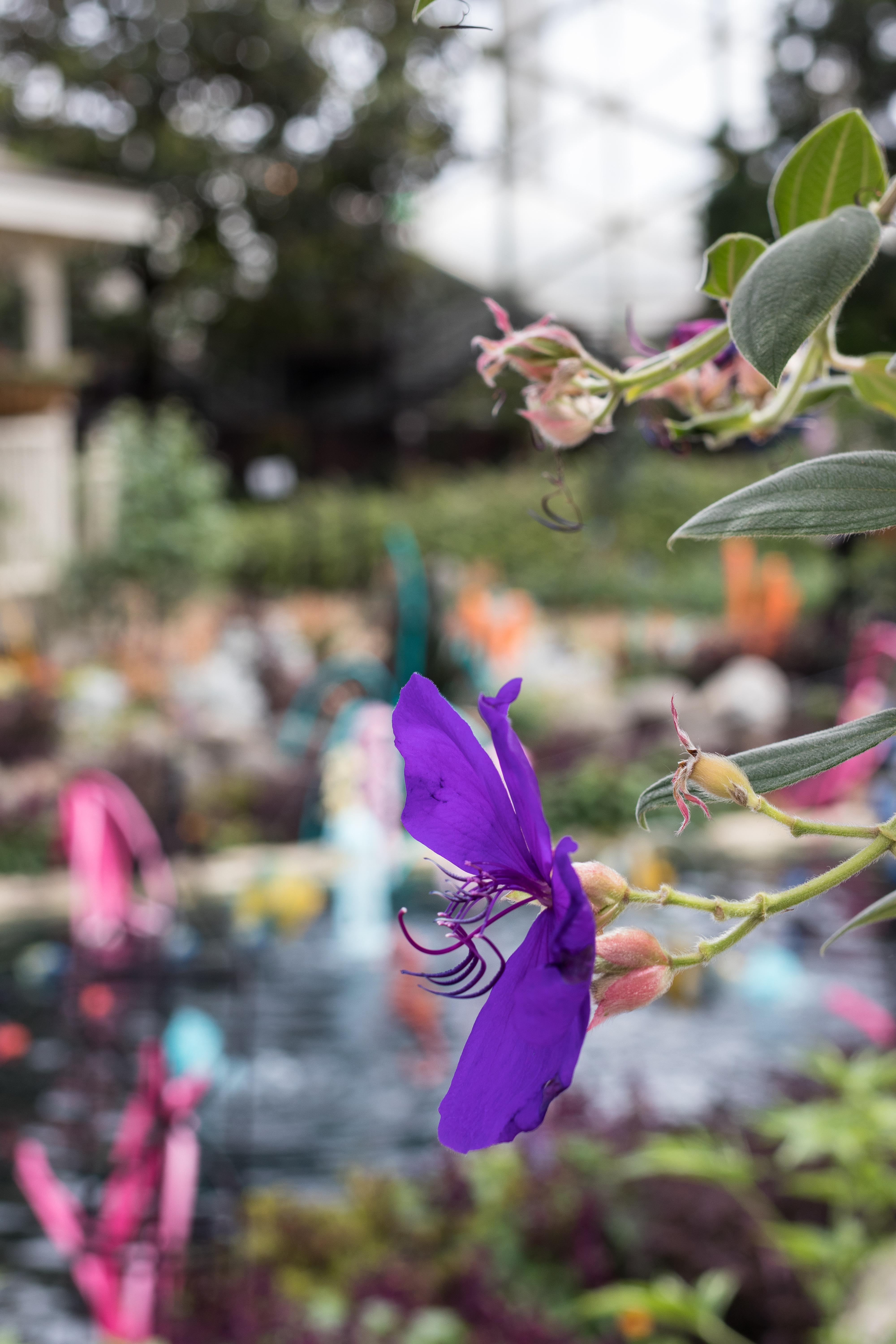 Under the Sea Summer Floral Show at the Mitchell Park Domes #MitchellParkDomes #MilwaukeeWI #floralshow #UndertheSea | https://www.roseclearfield.com